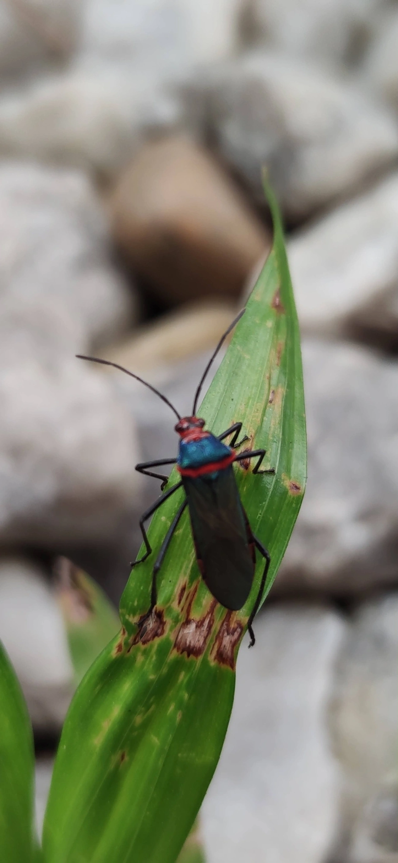 Sphictyrtus, insetos, fotografado em Maresias, São Sebastião