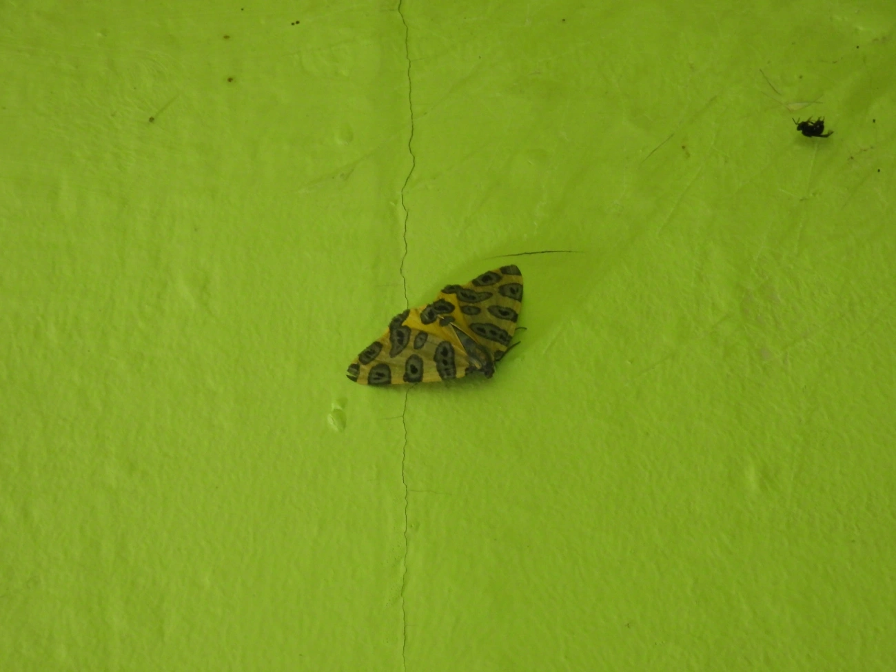 Pantherodes pardalaria, insetos, fotografado em Paranapiacaba