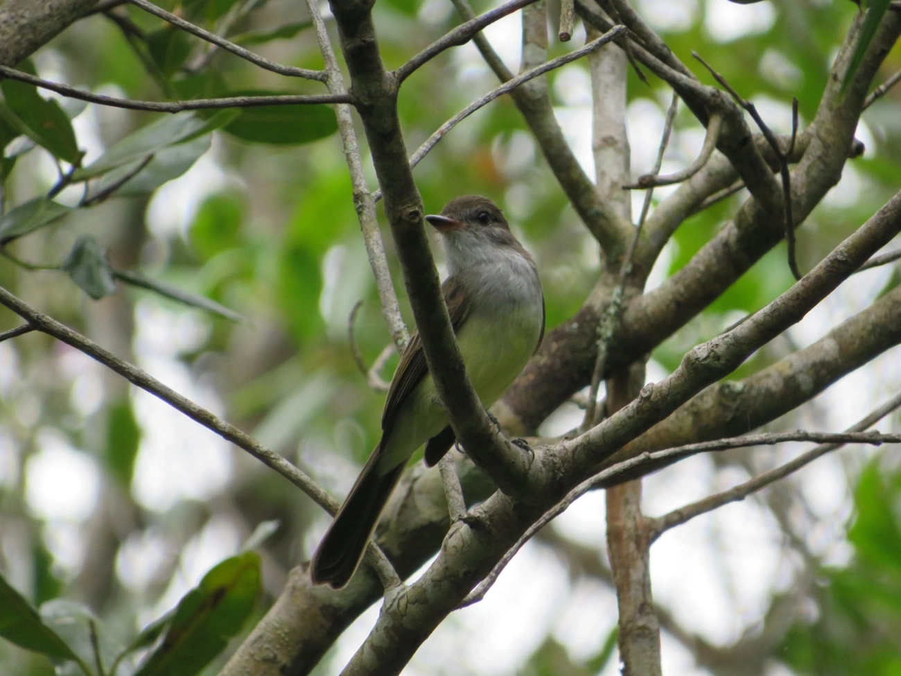 Marias-Cavaleiras e Afins (Myiarchus), aves, fotografado em Maresias, São Sebastião