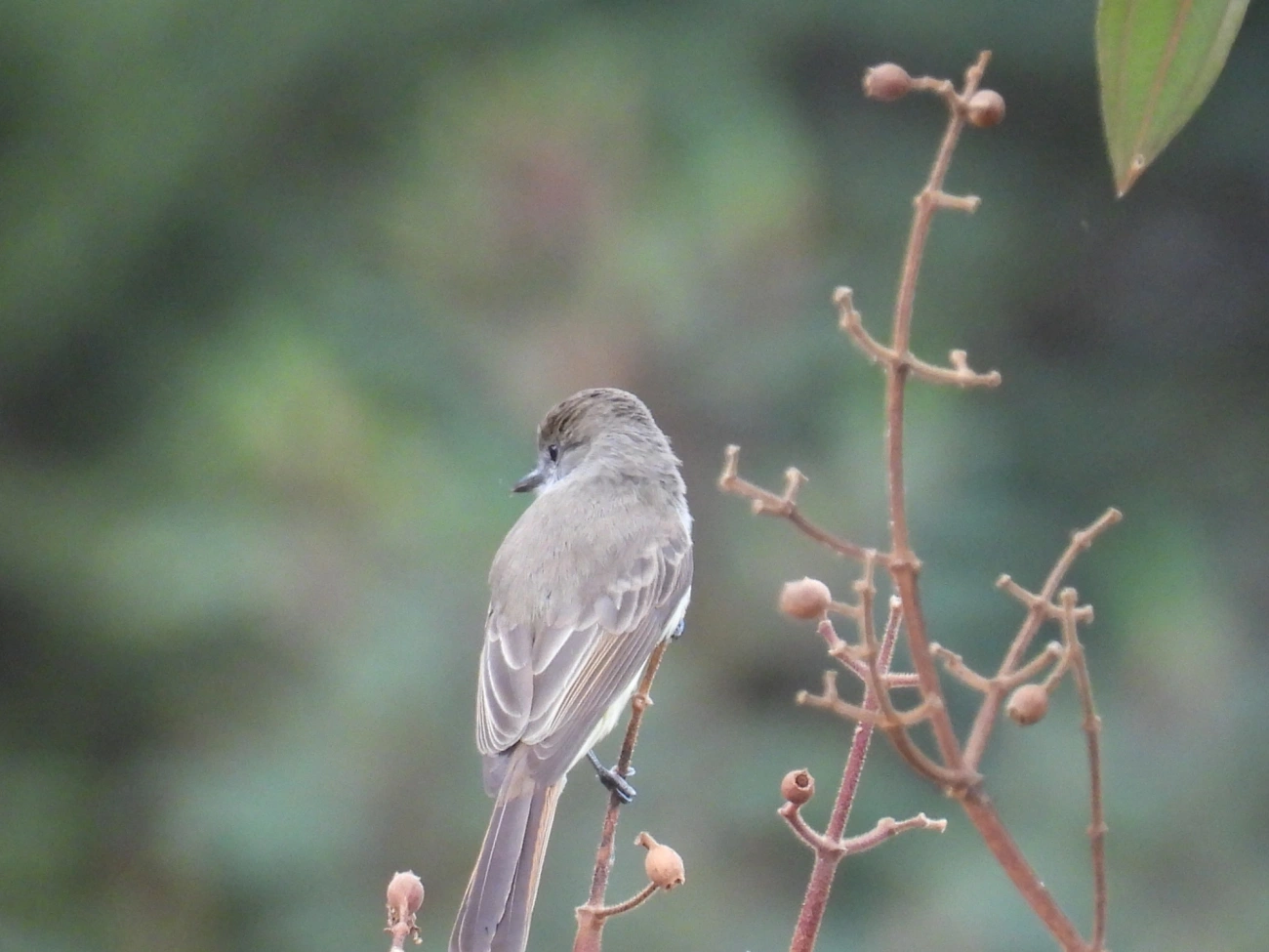 Maria-cavaleira (Myiarchus ferox), aves, fotografado em Itamonte