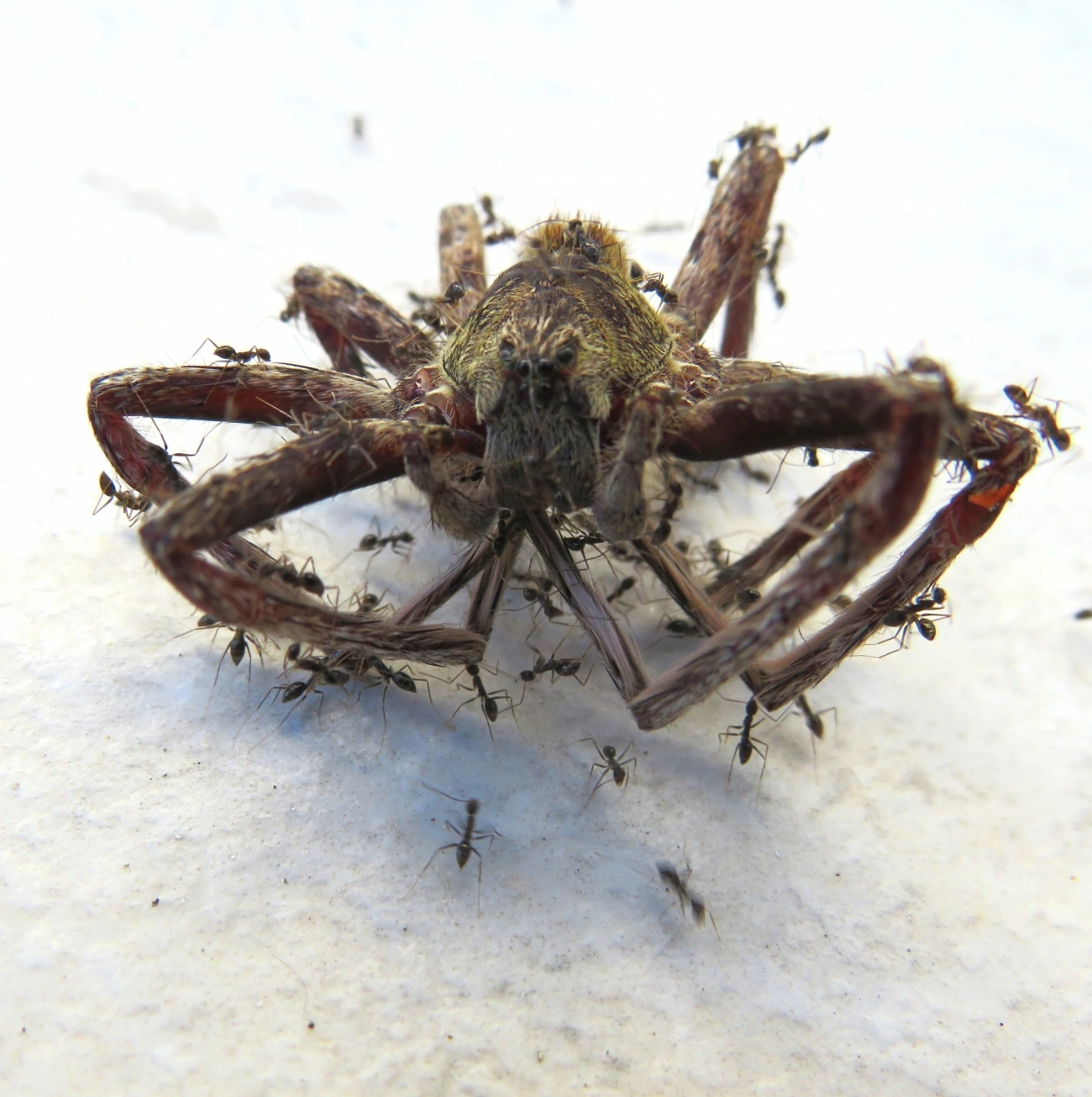 Ctenus, aracnídeos, fotografado em Maresias, São Sebastião