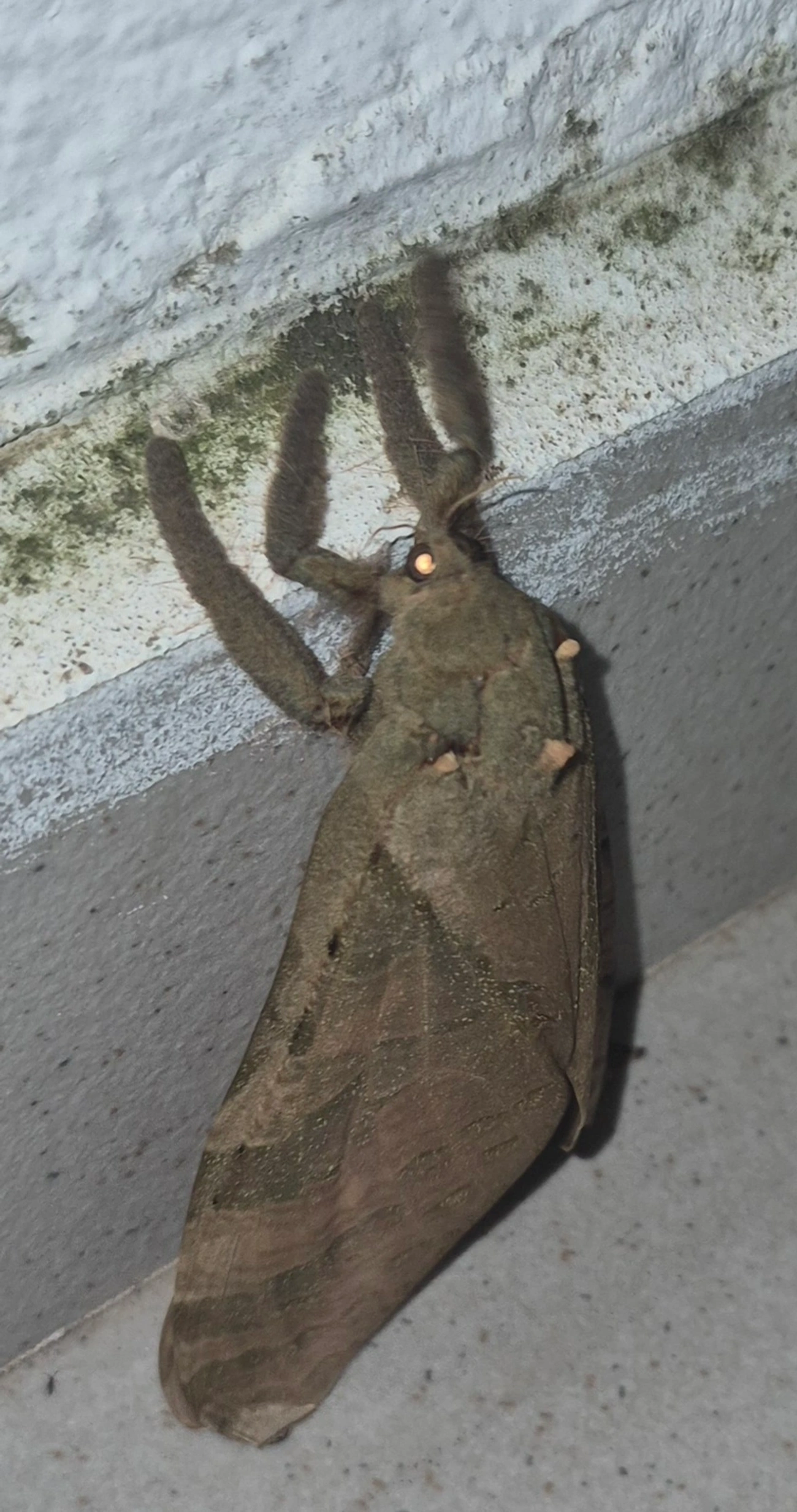 Mariposa-fantasma (Trichophassus giganteus), insetos, fotografado em Maresias, São Sebastião
