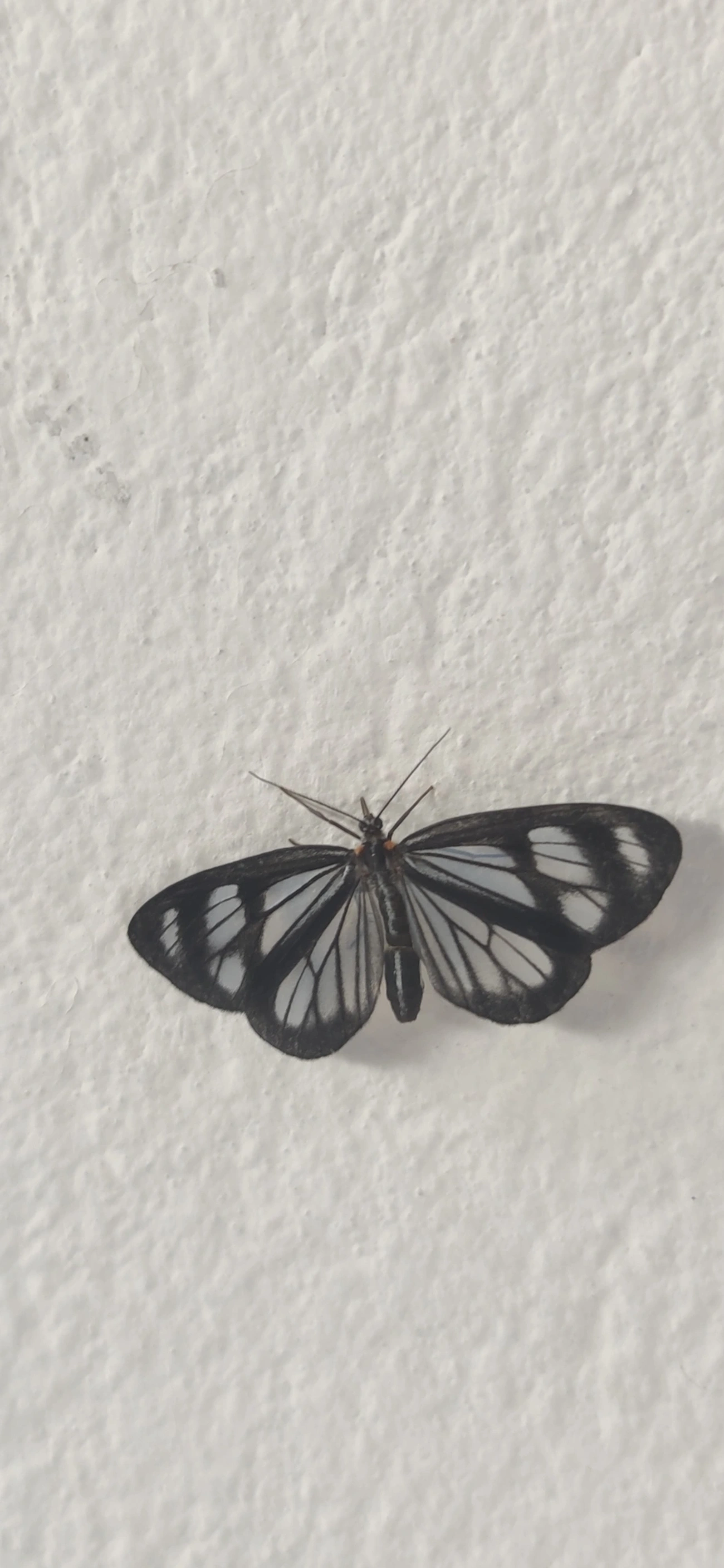 Dioptis restricta, insetos, fotografado em Maresias, São Sebastião