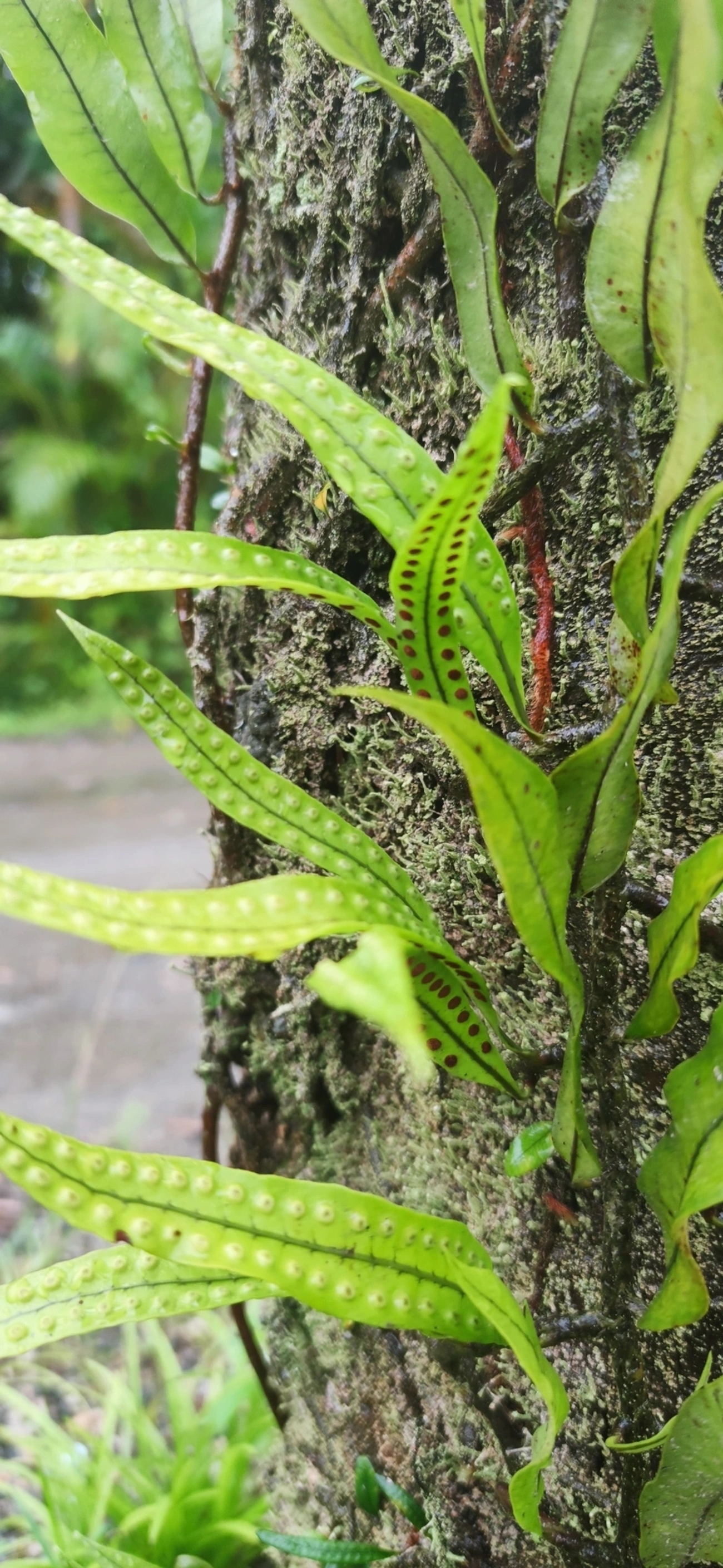 Pleopeltis macrocarpa, plantas, fotografado em Maresias, São Sebastião