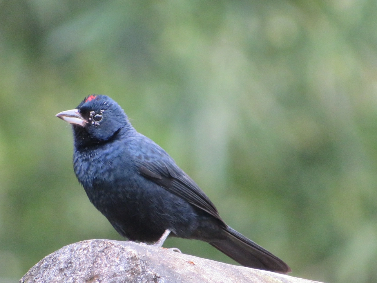 Tiê-preto (Tachyphonus coronatus), aves, fotografado em Maresias, São Sebastião
