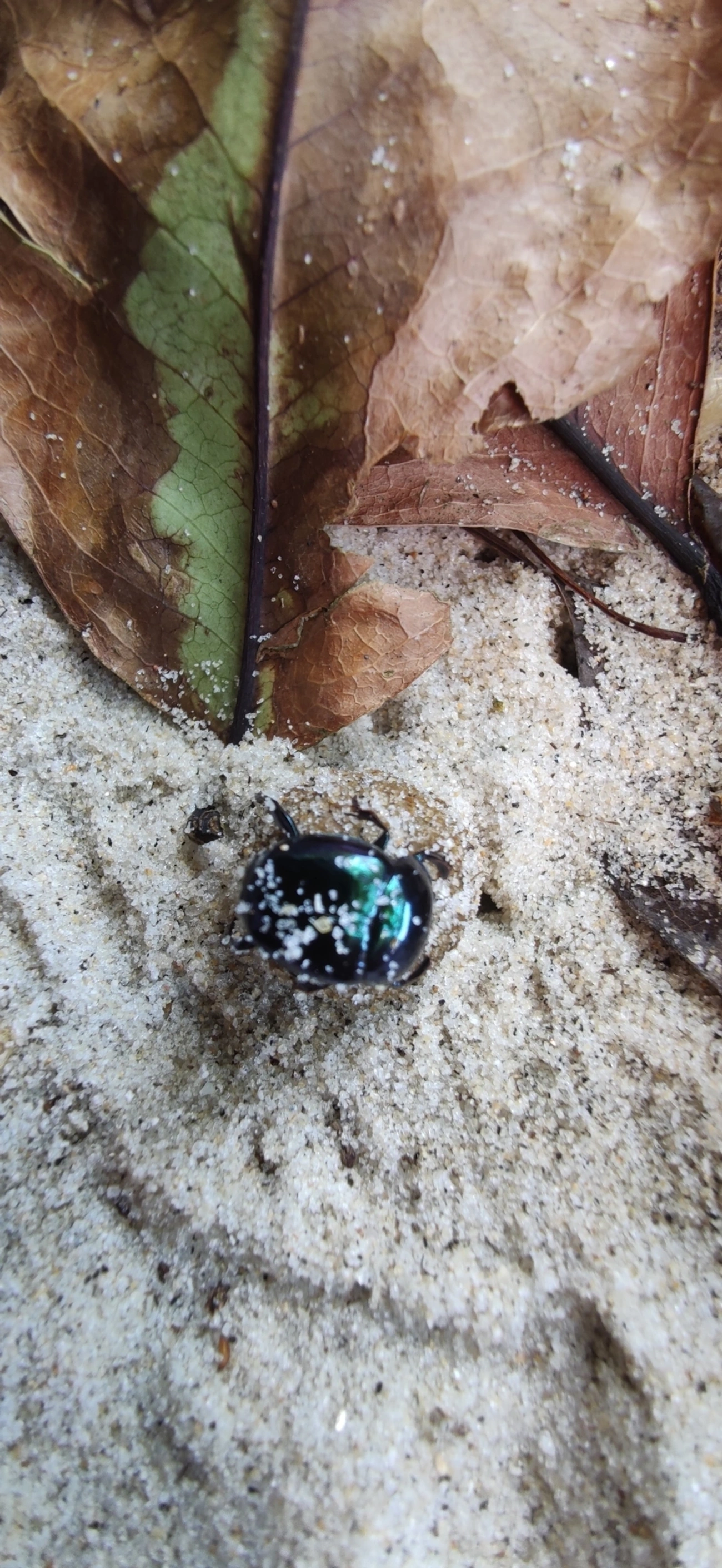 Besouros-Rola-Bosta (Scarabaeinae), insetos, fotografado em Maresias, São Sebastião