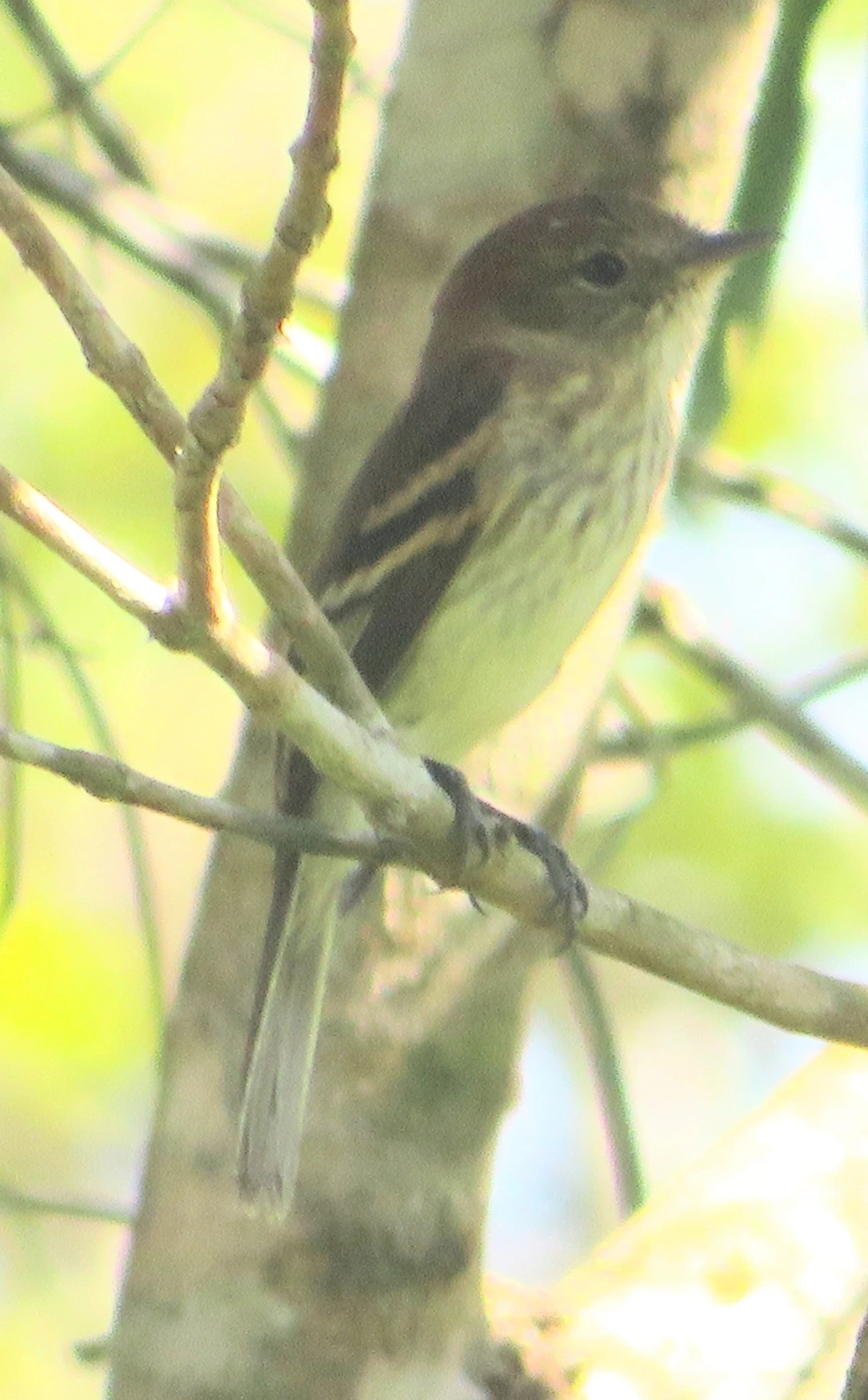 Filipe (Myiophobus fasciatus), aves, fotografado em Maresias, São Sebastião