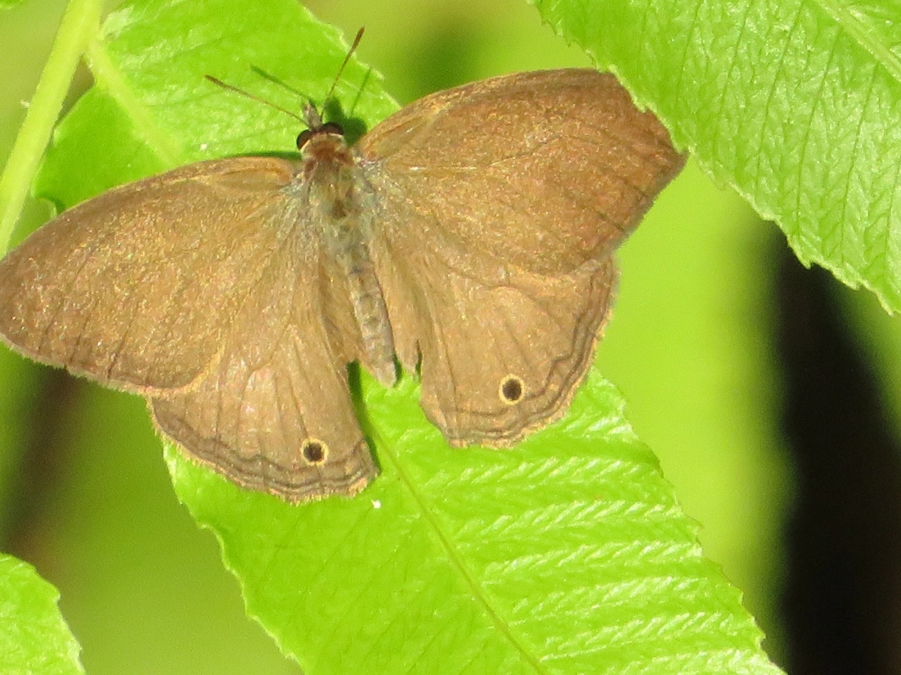 Satirinho-de-Hermes (Hermeuptychia hermes), insetos, fotografado em Maresias, São Sebastião