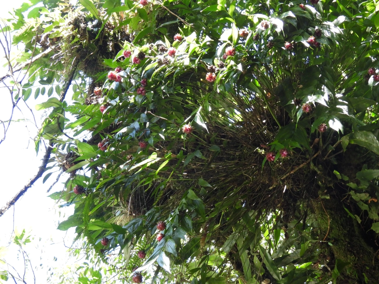 Elleanthus brasiliensis, plantas, fotografado em Queluz