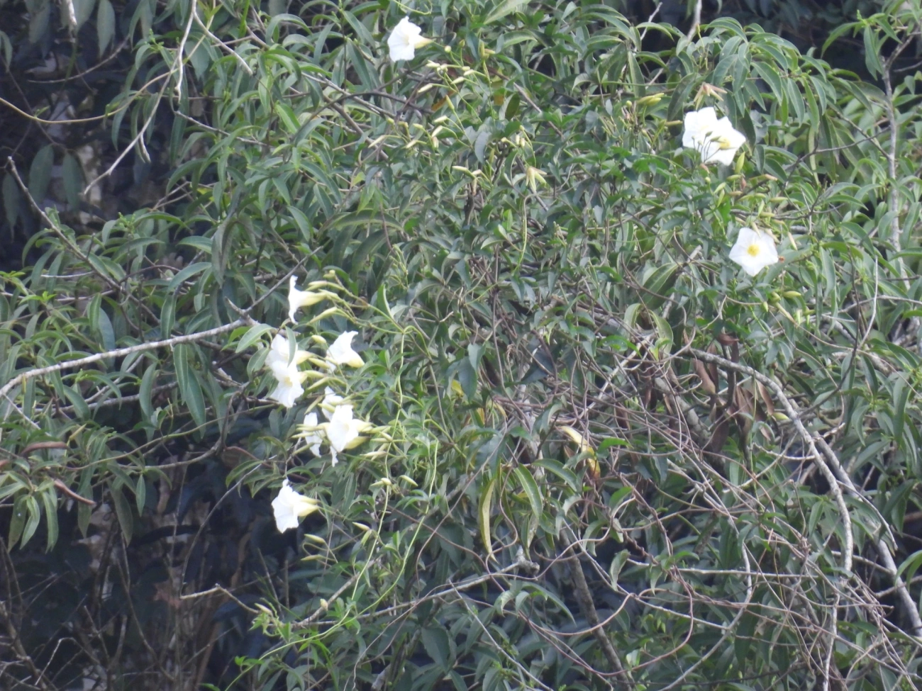 Distimake, plantas, fotografado em Cabreúva