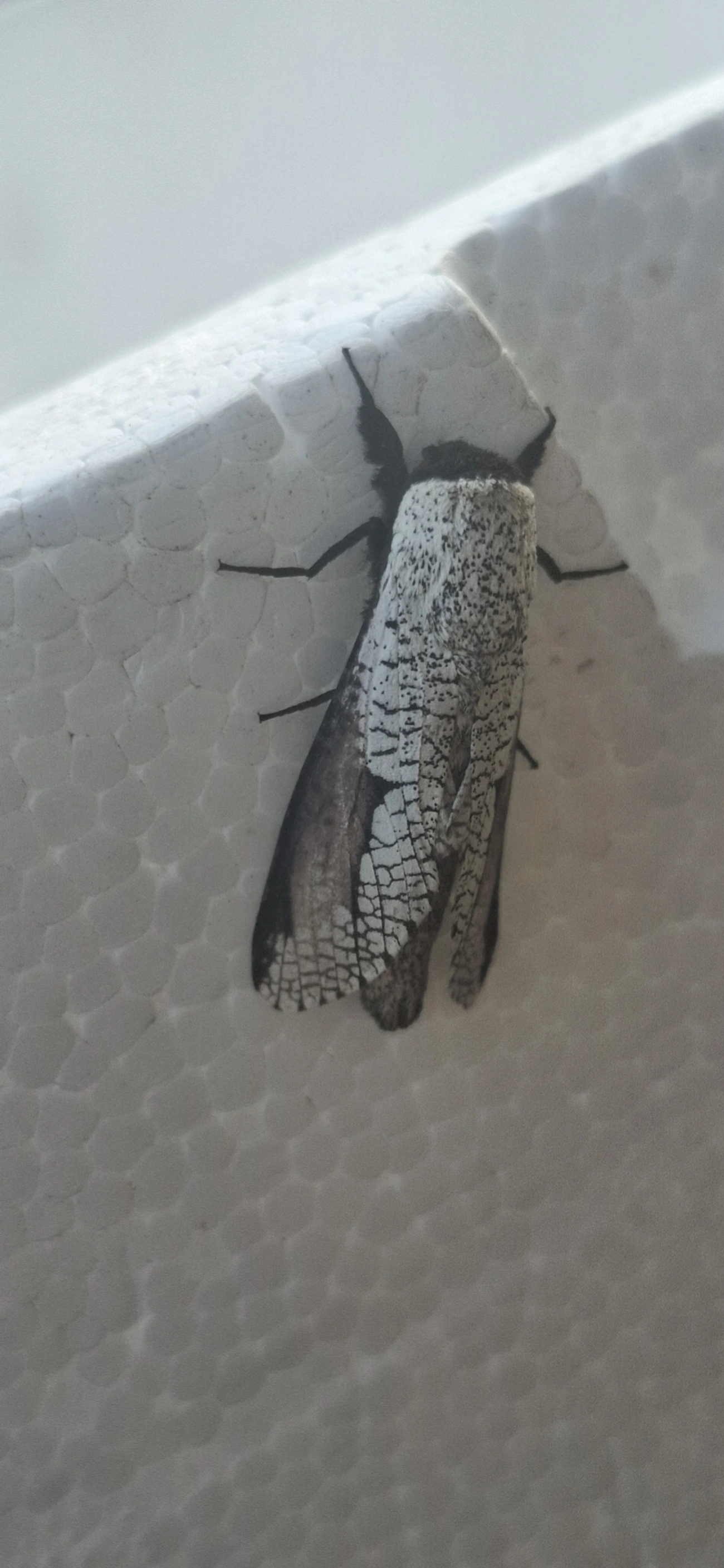 Brypoctia, insetos, fotografado em Maresias, São Sebastião