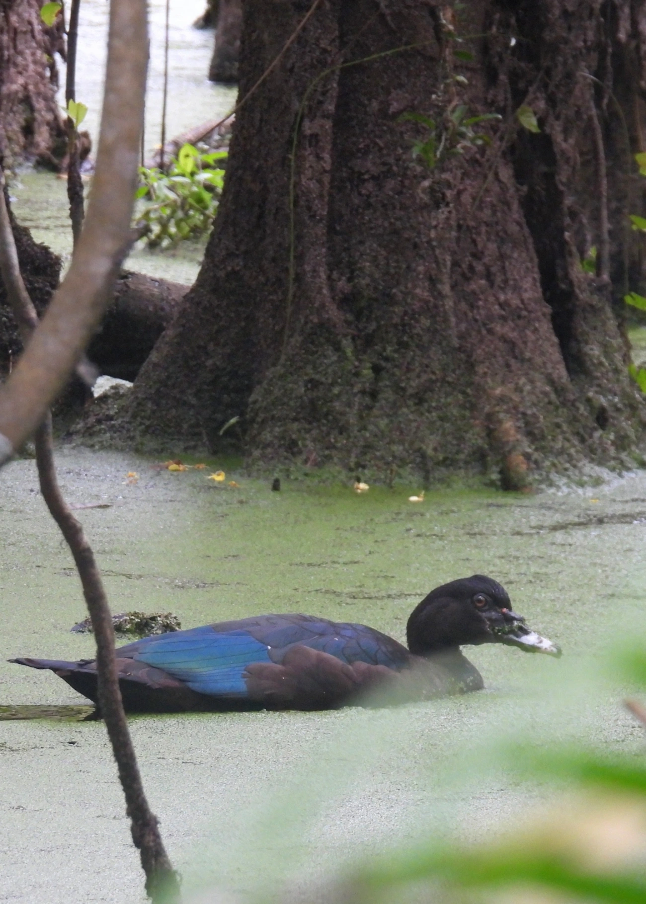 Pato-do-mato (Cairina moschata), aves, fotografado em Maresias, São Sebastião