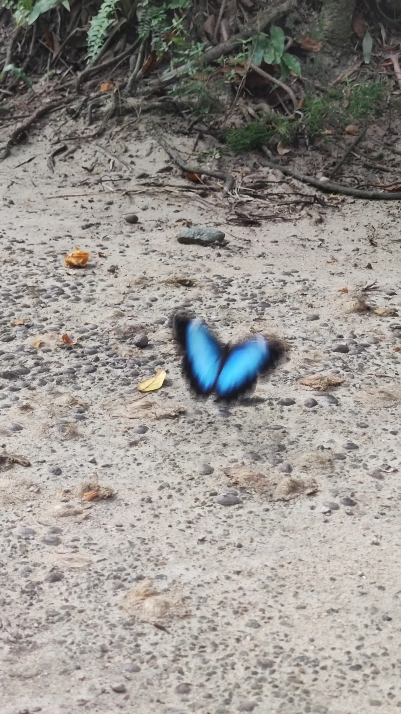 Capitão-do-mato (Morpho helenor), insetos, fotografado em Maresias, São Sebastião