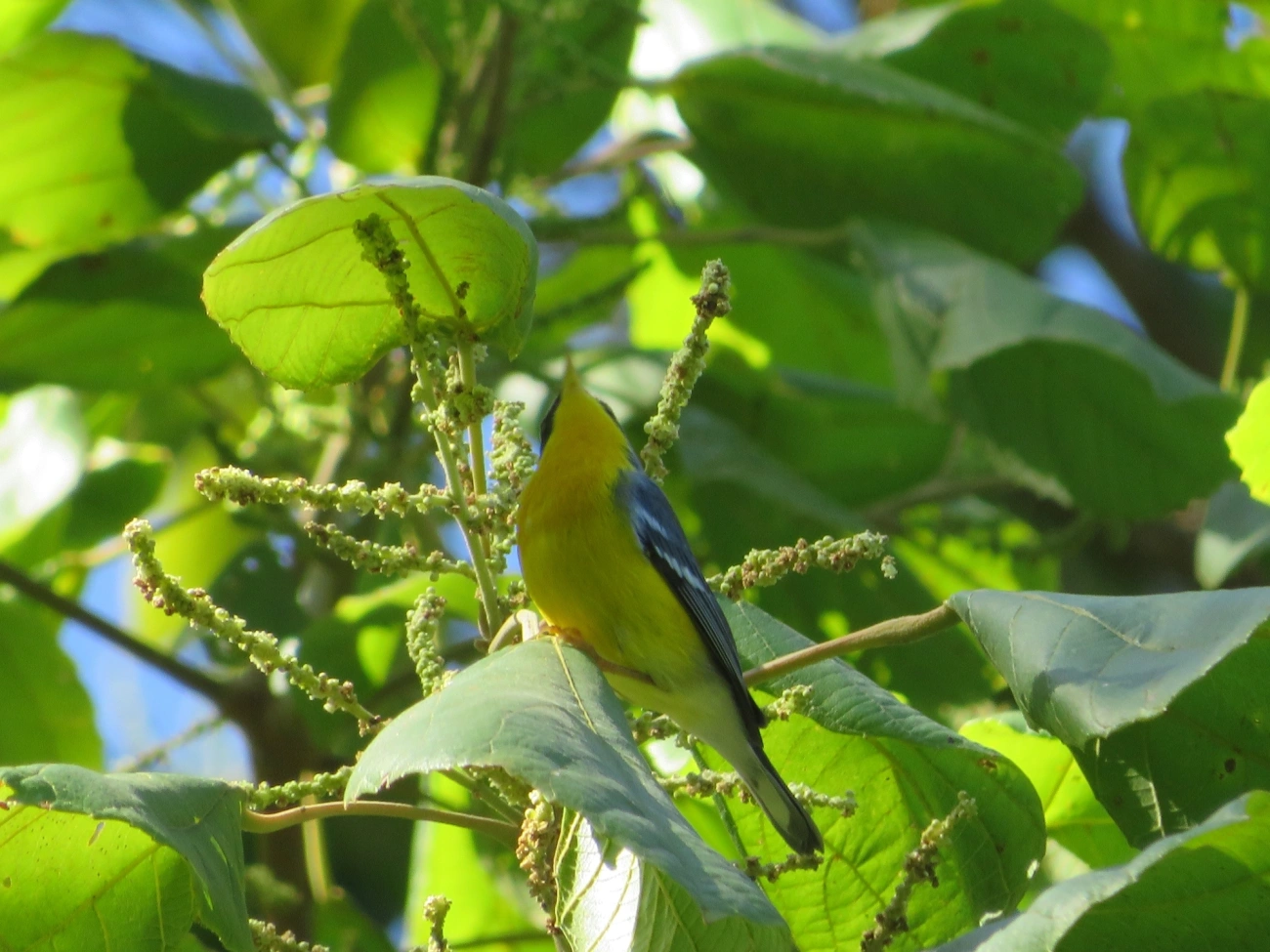 Mariquita (Setophaga pitiayumi), aves, fotografado em Paúba, São Sebastião