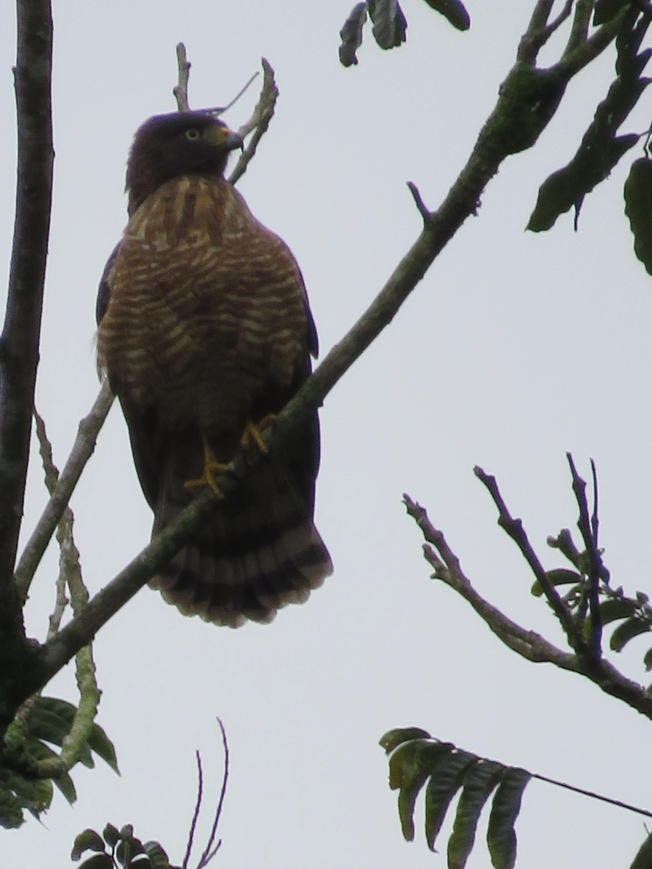 Gavião-carijó (Rupornis magnirostris), aves, fotografado em Maresias, São Sebastião