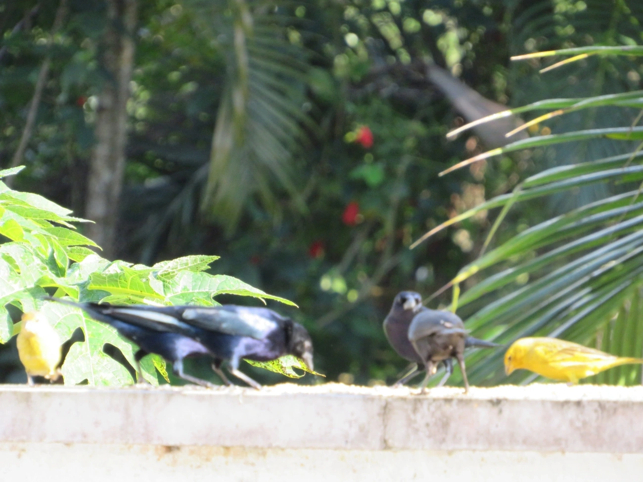 Chupim (Molothrus bonariensis), aves, fotografado em Maresias, São Sebastião