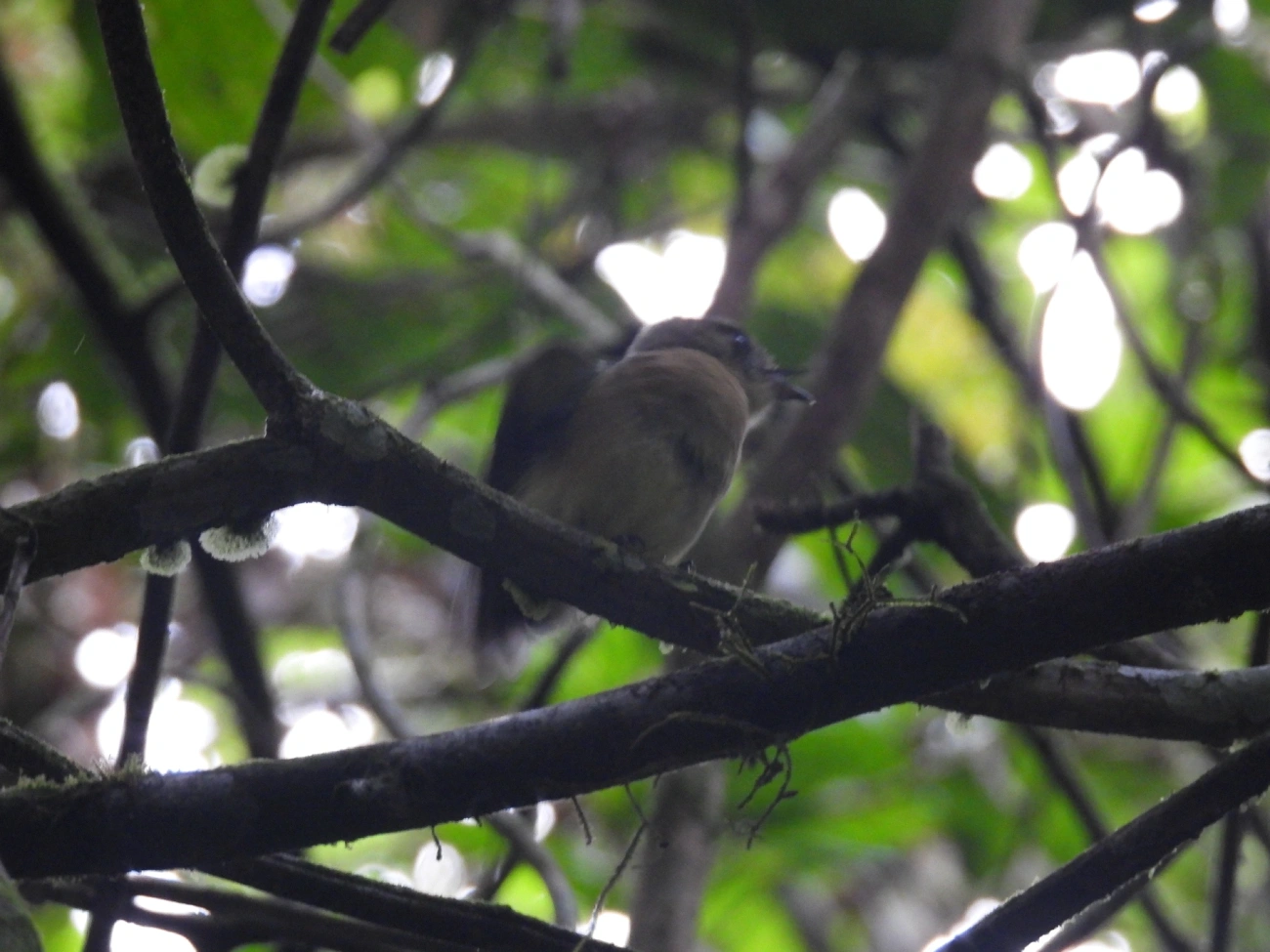 Assanhadinho (Myiobius barbatus), aves, fotografado em Boiçucanga, São Sebastião