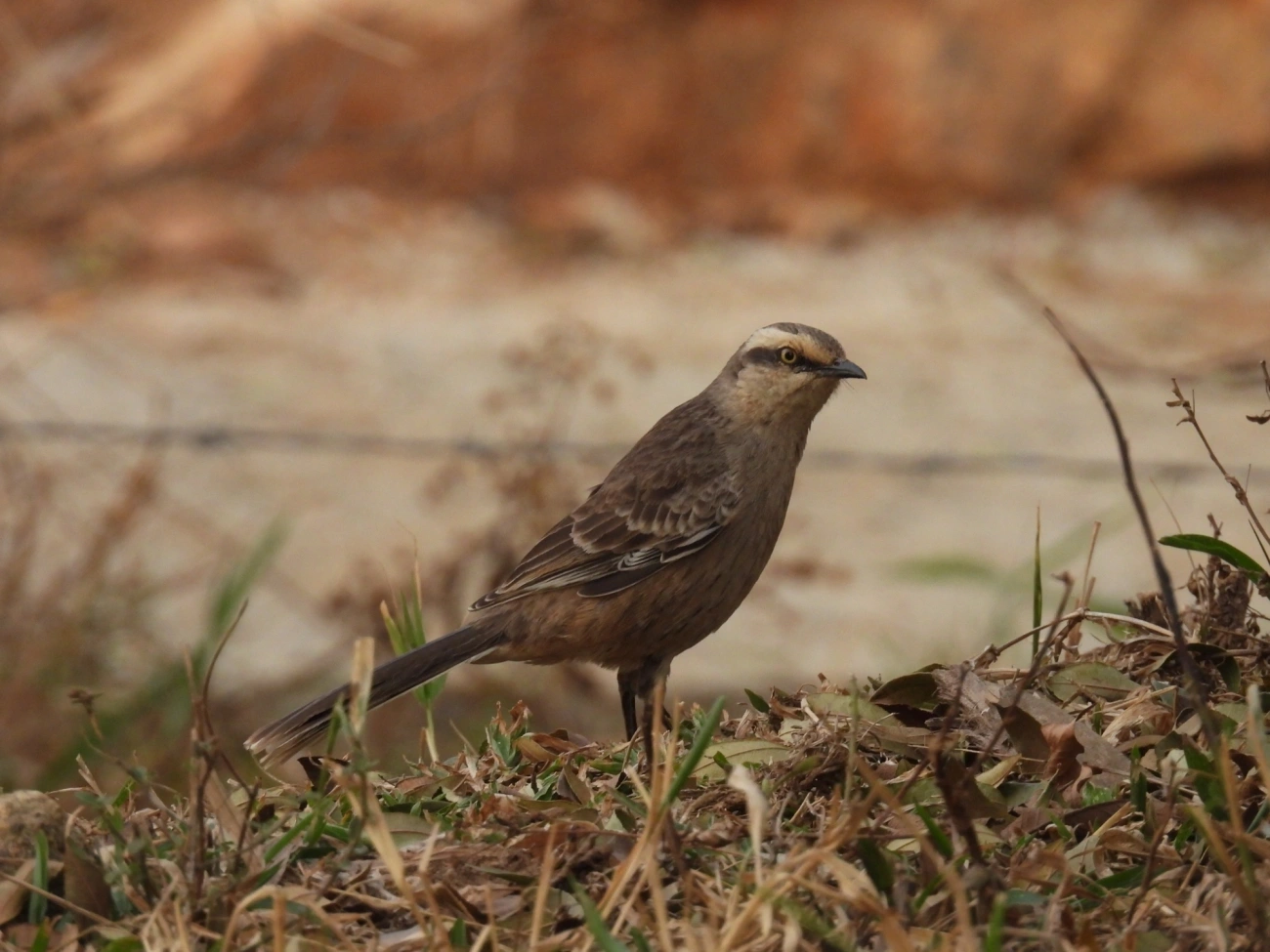 Sabiá-do-campo (Mimus saturninus), aves, fotografado em Socorro