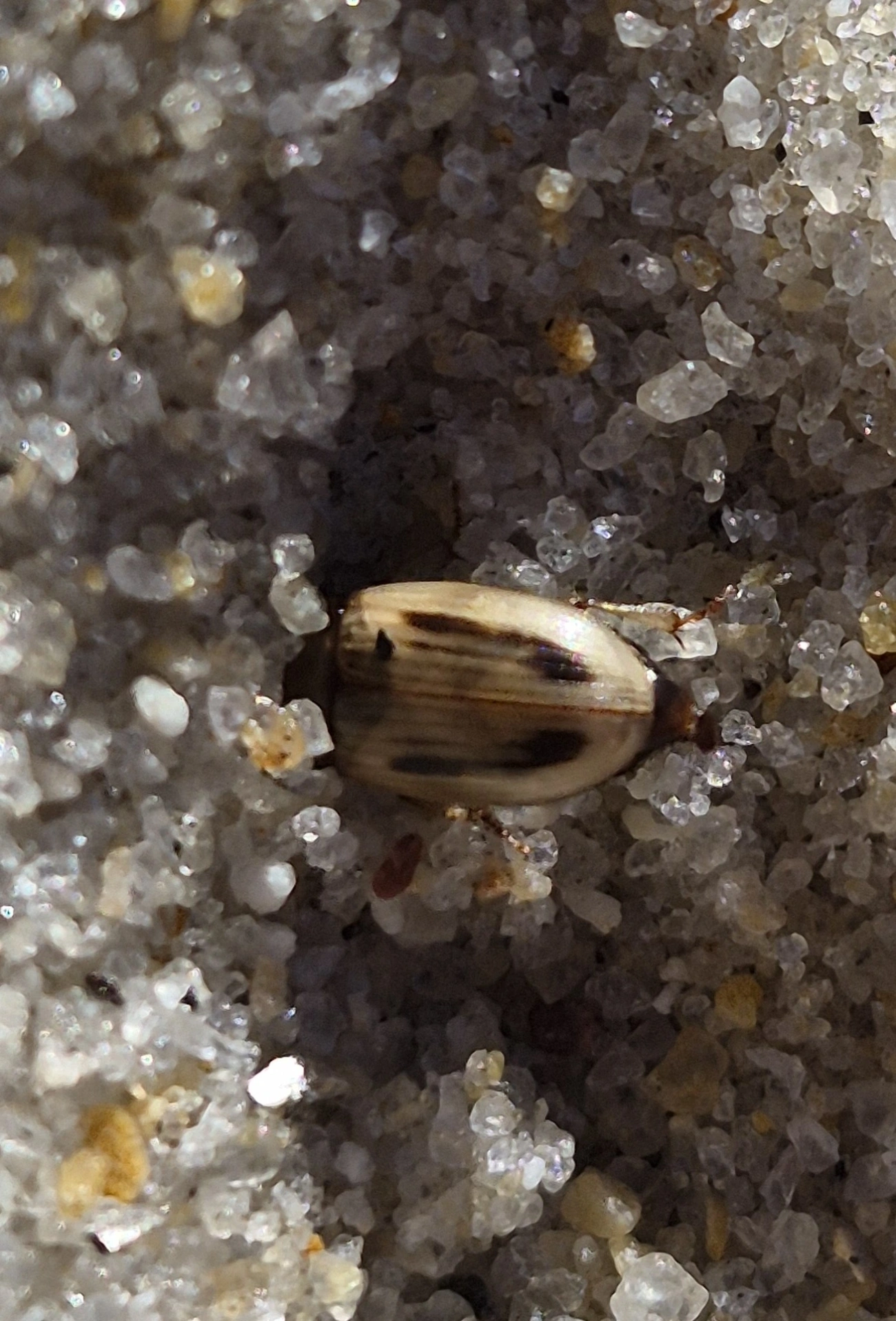 Phaleria testacea, insetos, fotografado em Maresias, São Sebastião