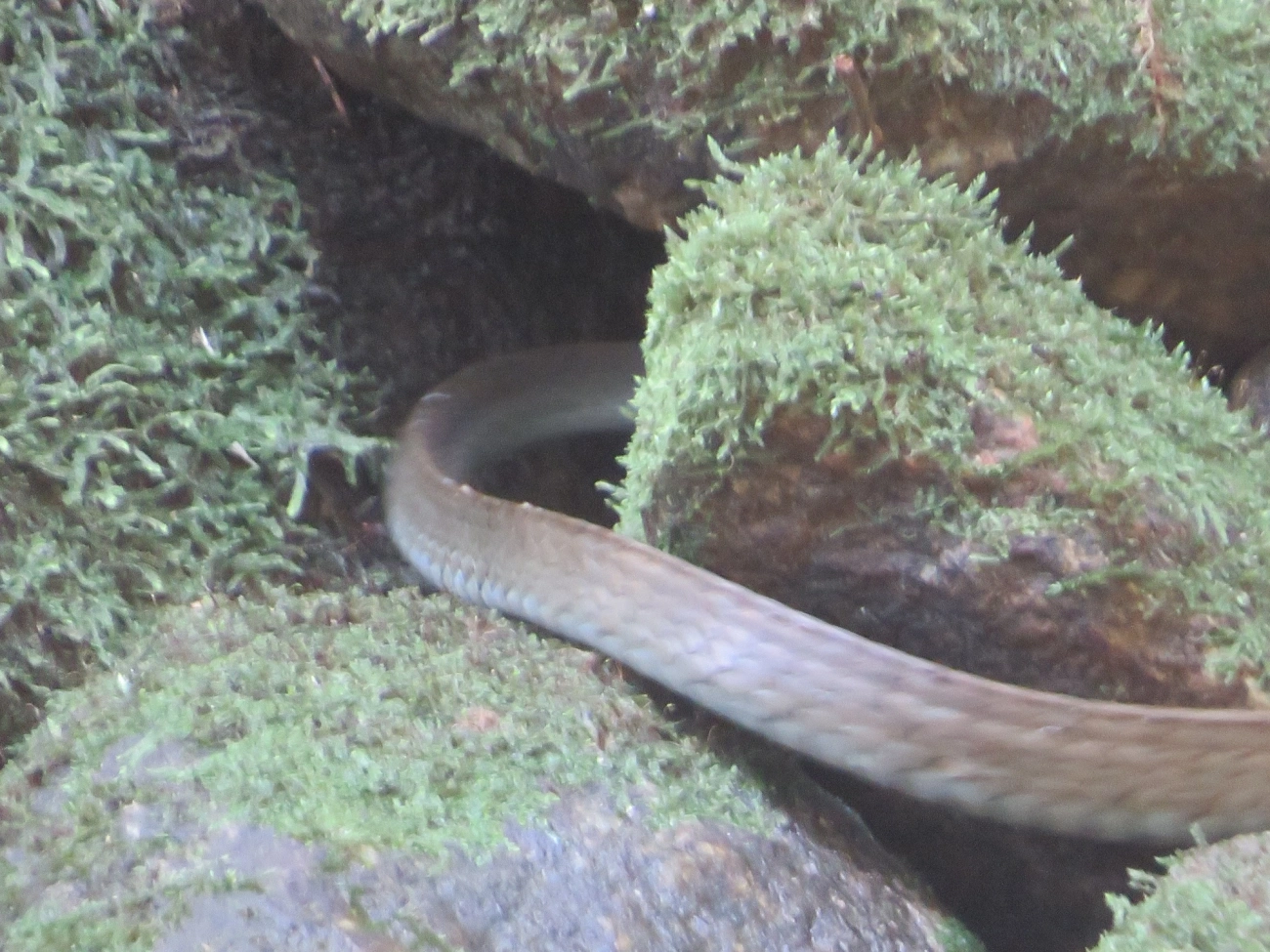 Urupiagara (Chironius fuscus), répteis, fotografado em Maresias, São Sebastião