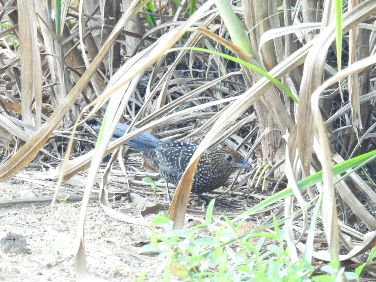 Borralhara-assobiadora (Mackenziaena leachii), aves, fotografado em Queluz
