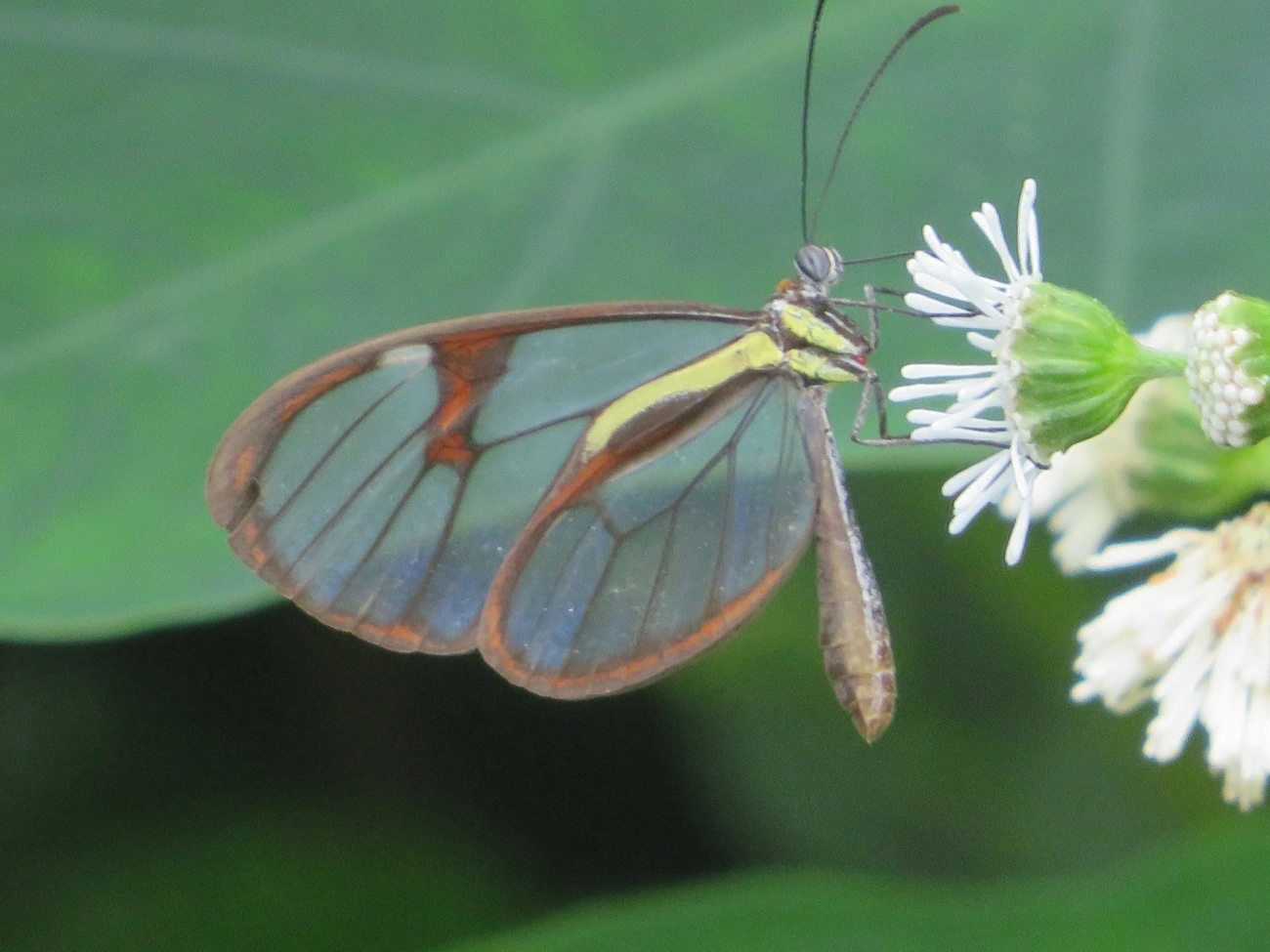 Ithomia, insetos, fotografado em Maresias, São Sebastião