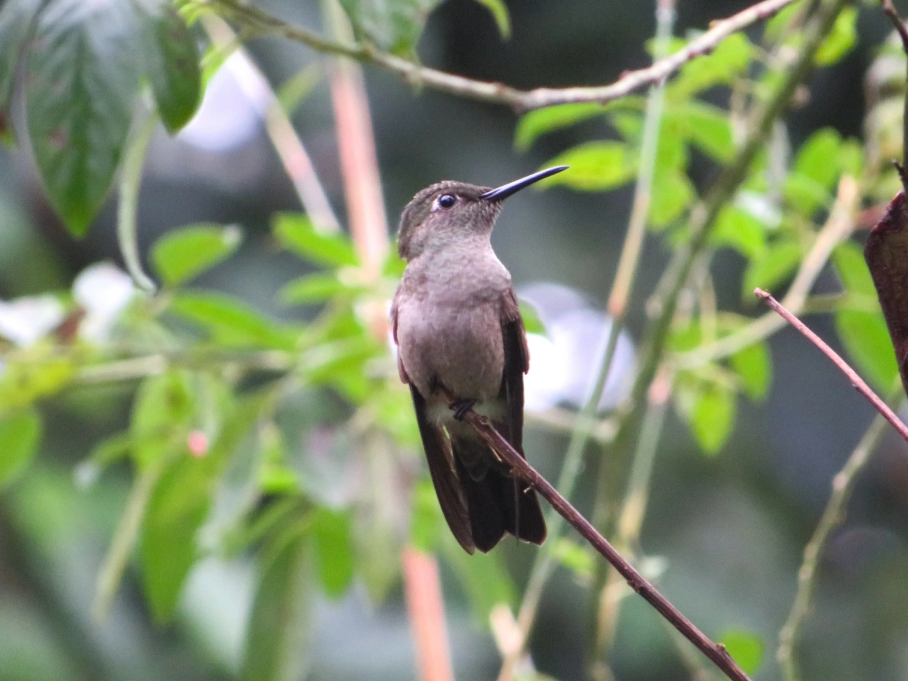 Beija-flor-cinza (Eupetomena cirrochloris), aves, fotografado em Maresias, São Sebastião