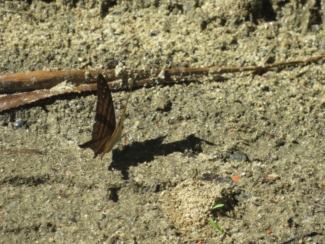 Punhal-de-muitas-faixas (Marpesia chiron), insetos, fotografado em Maresias, São Sebastião