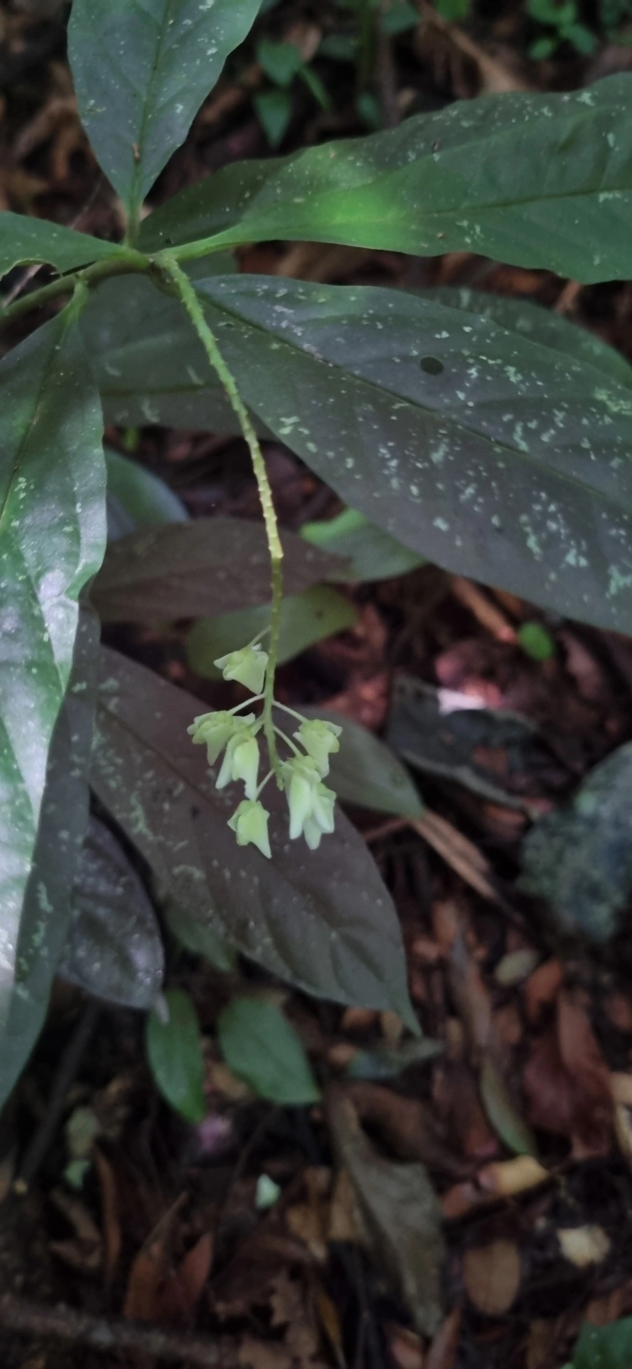 Plantas (Plantae), plantas, fotografado em Maresias, São Sebastião