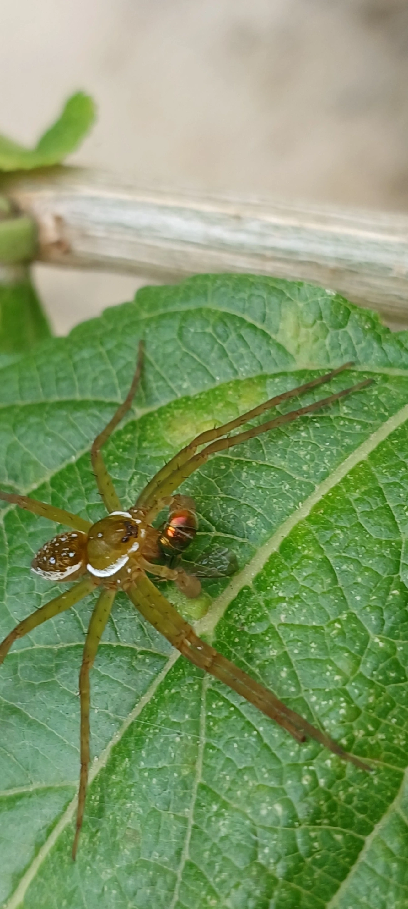Thaumasia, aracnídeos, fotografado em Maresias, São Sebastião