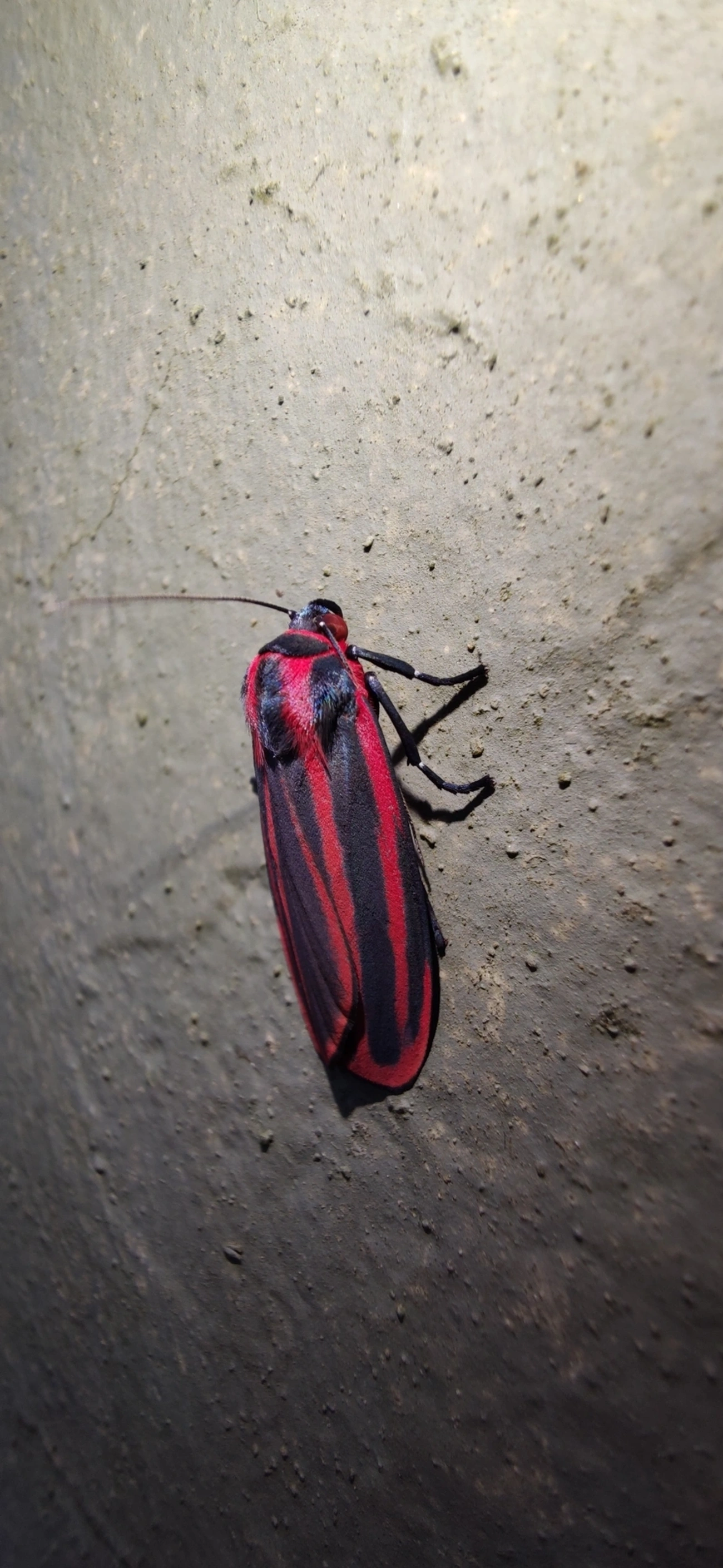 Cissura decora, insetos, fotografado em Maresias, São Sebastião