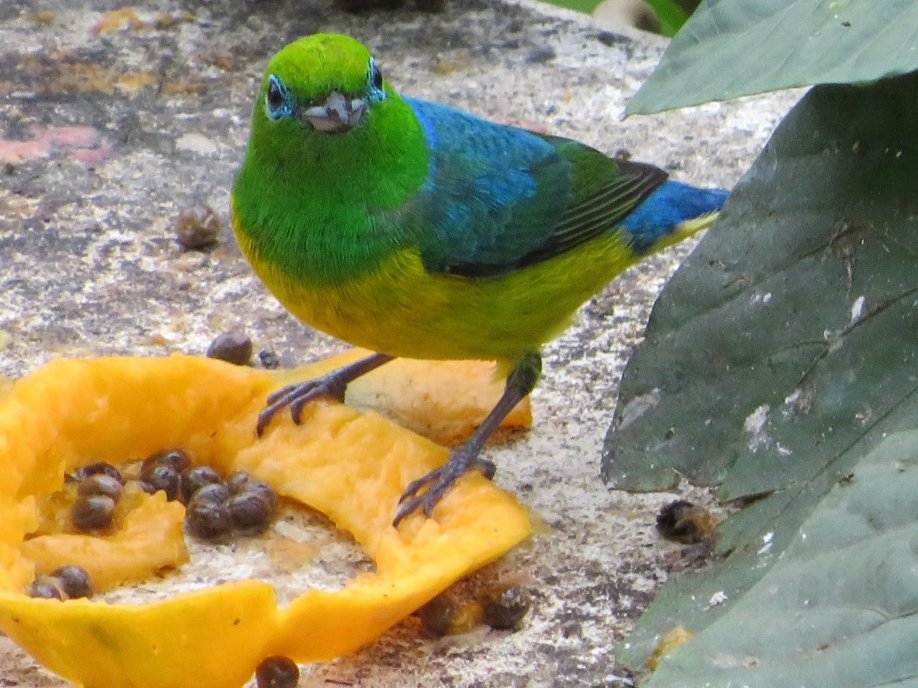 Gaturamo-bandeira (Chlorophonia cyanea), aves, fotografado em Maresias, São Sebastião