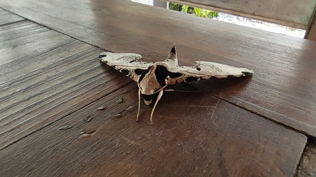 Adhemarius palmeri, insetos, fotografado em Maresias, São Sebastião