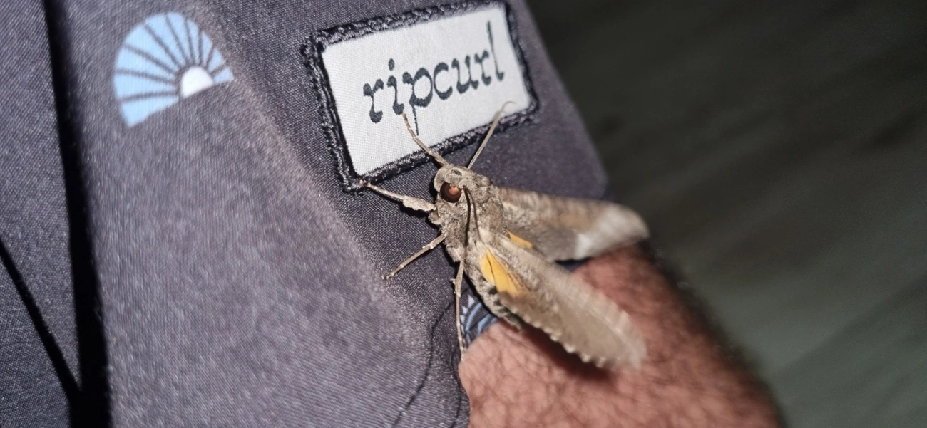 Isognathus allamandae, insetos, fotografado em Maresias, São Sebastião