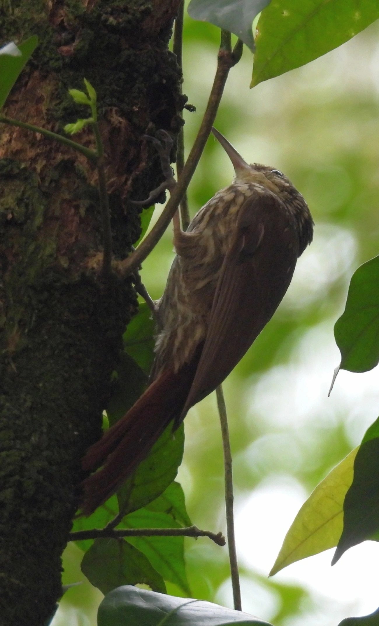 Arapaçu-rajado (Xiphorhynchus fuscus), aves, fotografado em Eng. d'Água, Ilhabela
