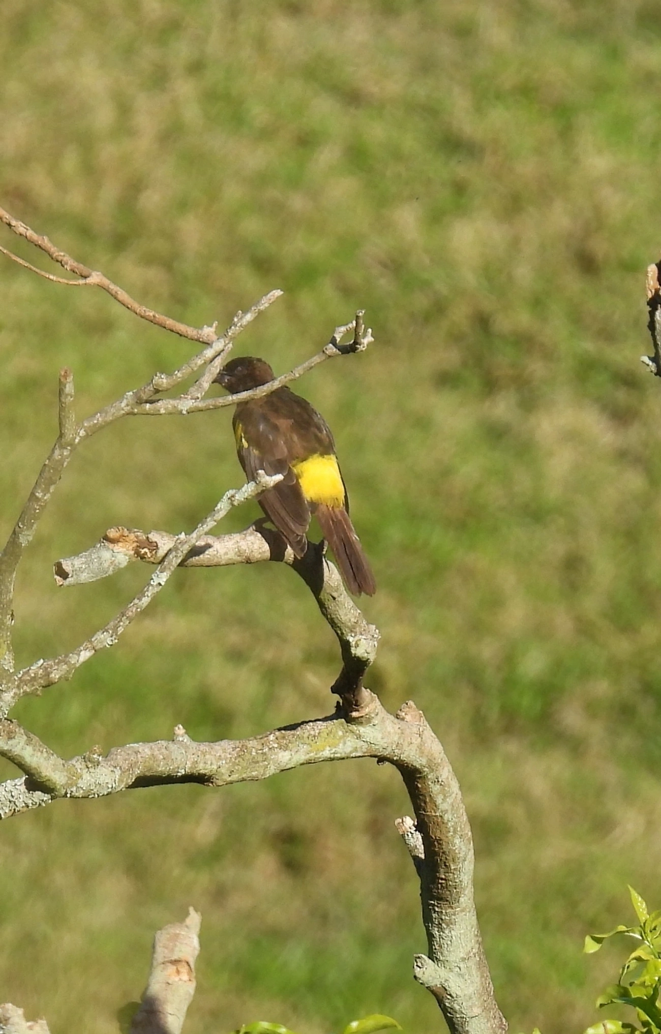 Pássaro-preto-soldado (Pseudoleistes guirahuro), aves, fotografado em Queluz