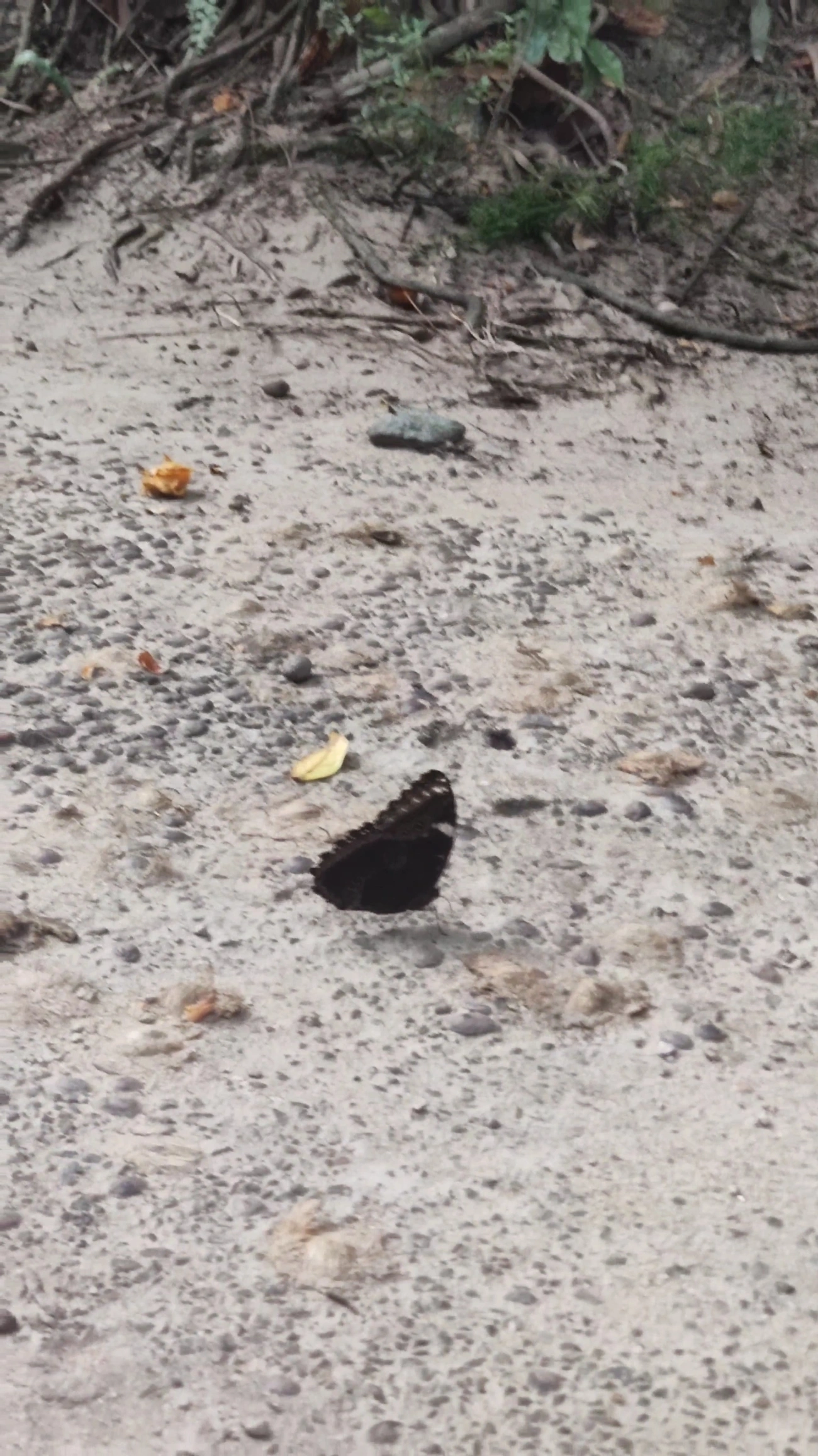 Capitão-do-mato (Morpho helenor), insetos, fotografado em Maresias, São Sebastião