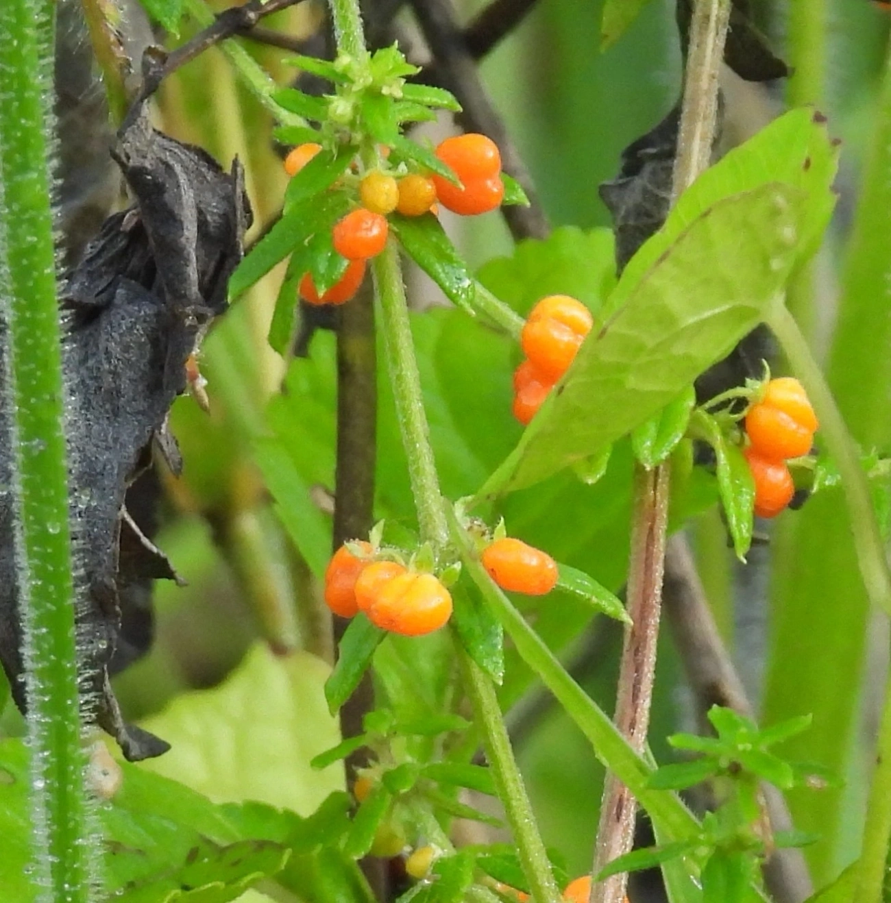 Amores-de-Hortelão (Galium), plantas, fotografado em Queluz