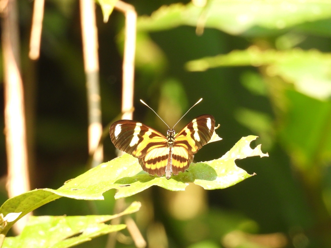 Maria-boba (Heliconius ethilla), insetos, fotografado em Boiçucanga, São Sebastião