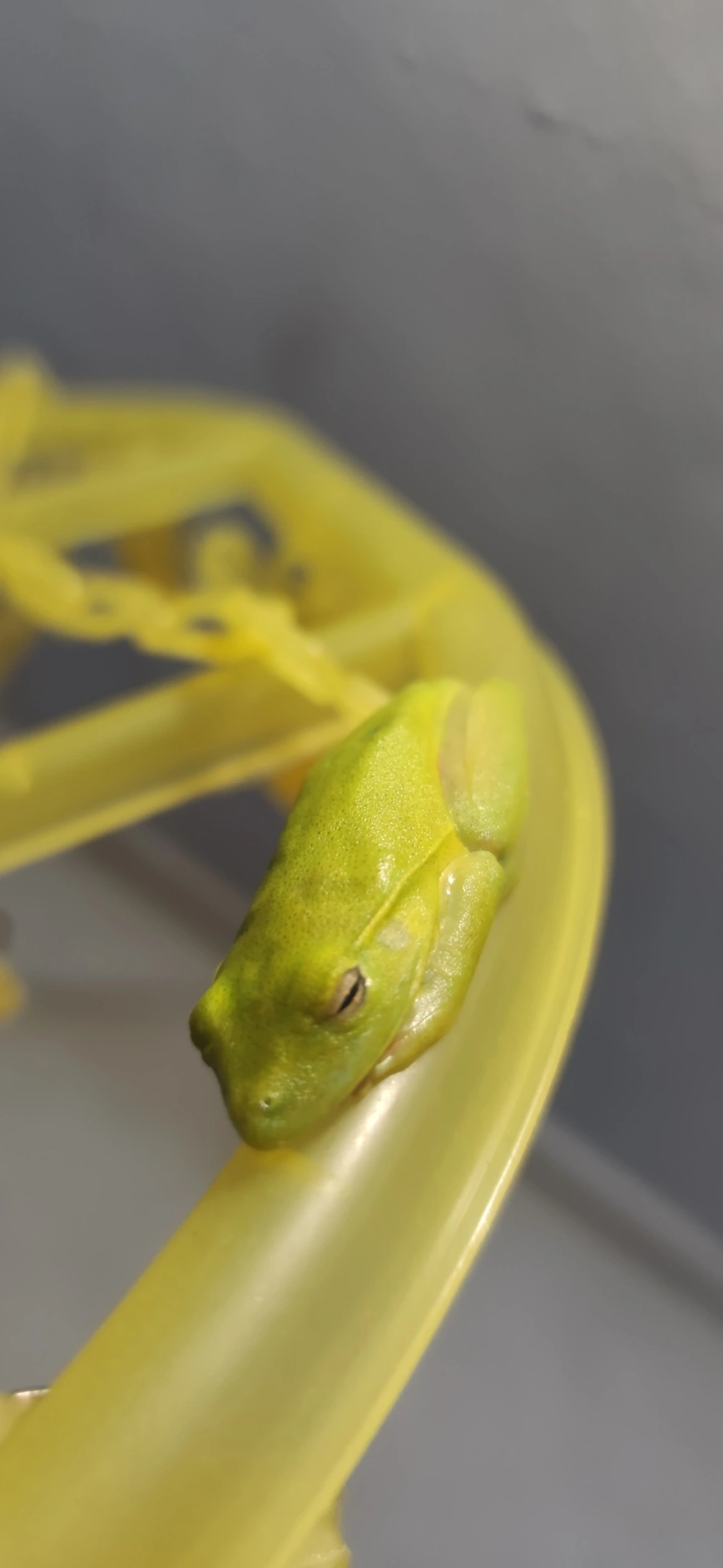 Perereca-araponga (Boana albomarginata), anfíbios, fotografado em Maresias, São Sebastião