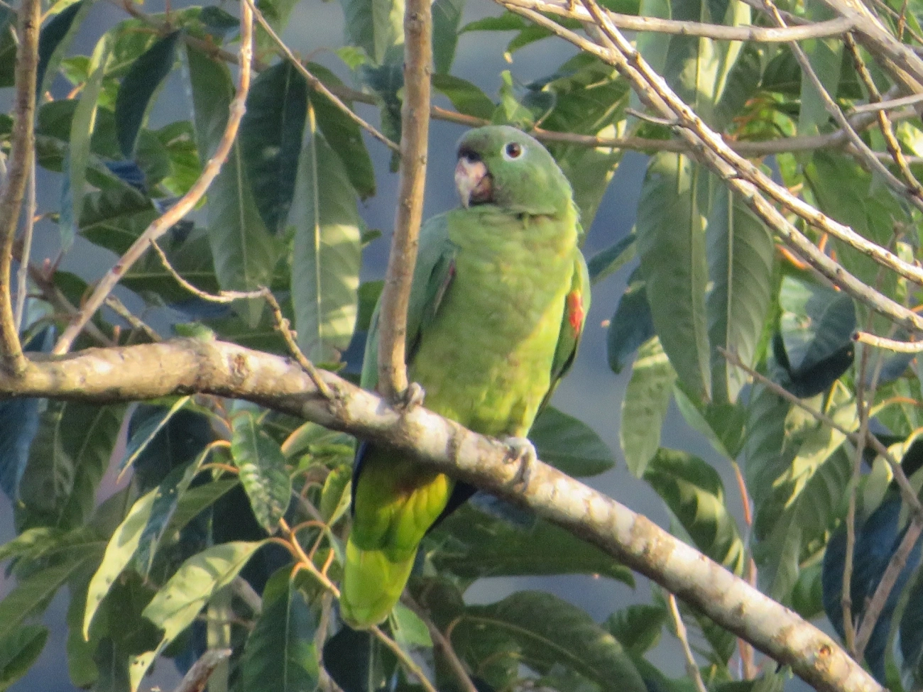 Papagaio-moleiro (Amazona farinosa), aves, fotografado em São Paulo