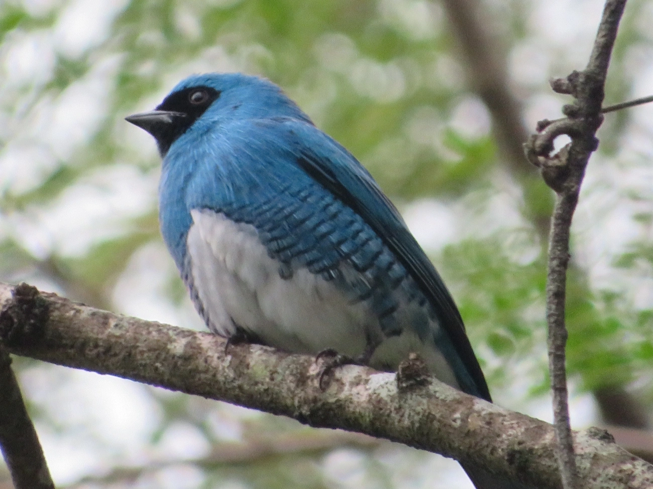 Saí-andorinha (Tersina viridis), aves, fotografado em Maresias, São Sebastião