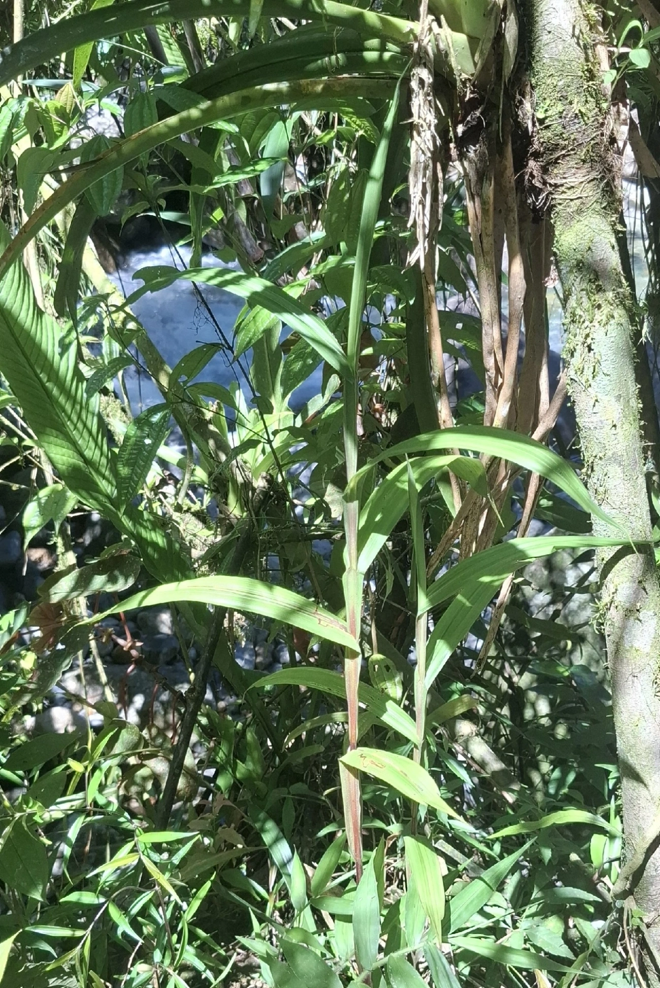 Plantas (Plantae), plantas, fotografado em Queluz