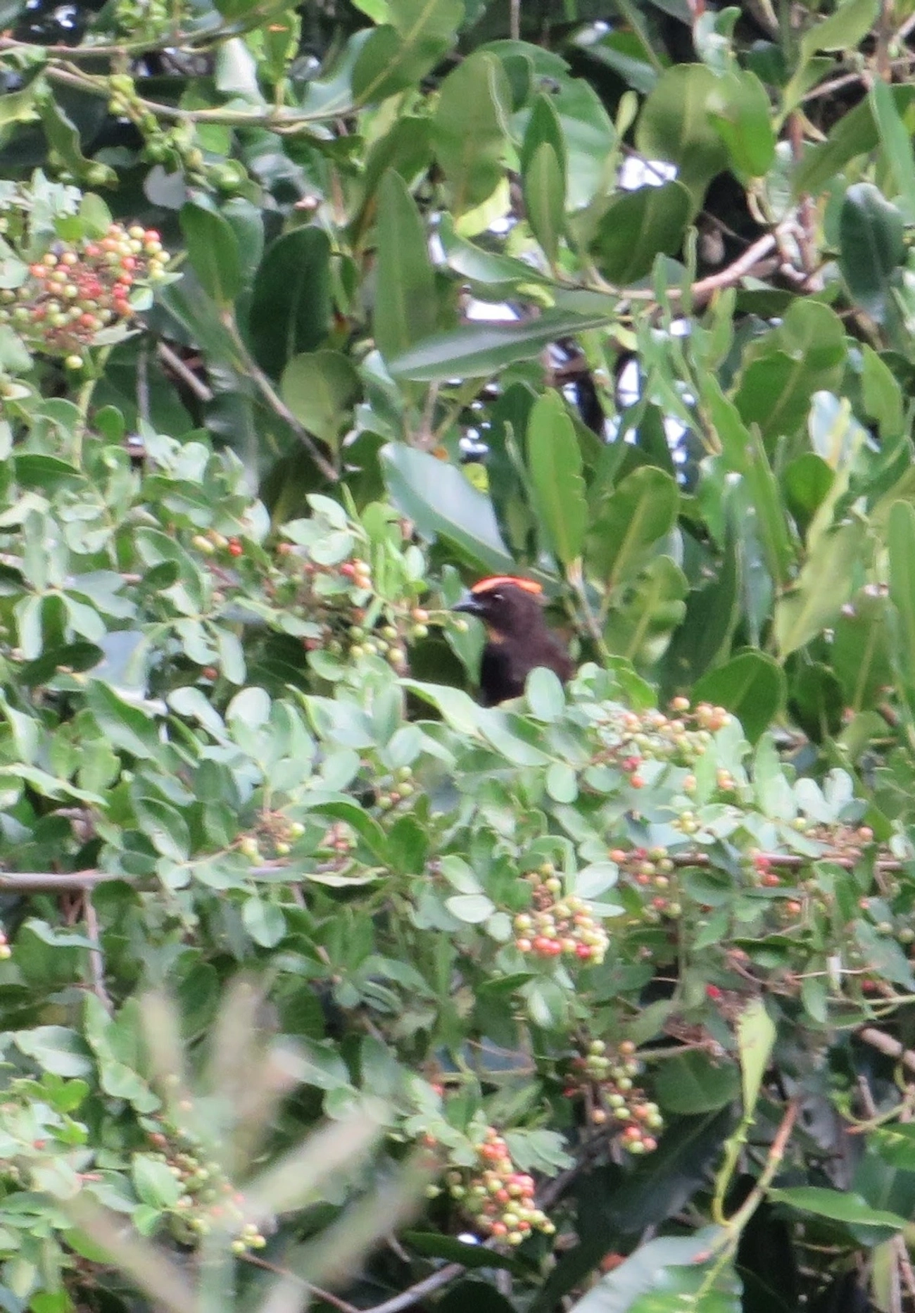 Tiê-galo (Loriotus cristatus), aves, fotografado em Maresias, São Sebastião