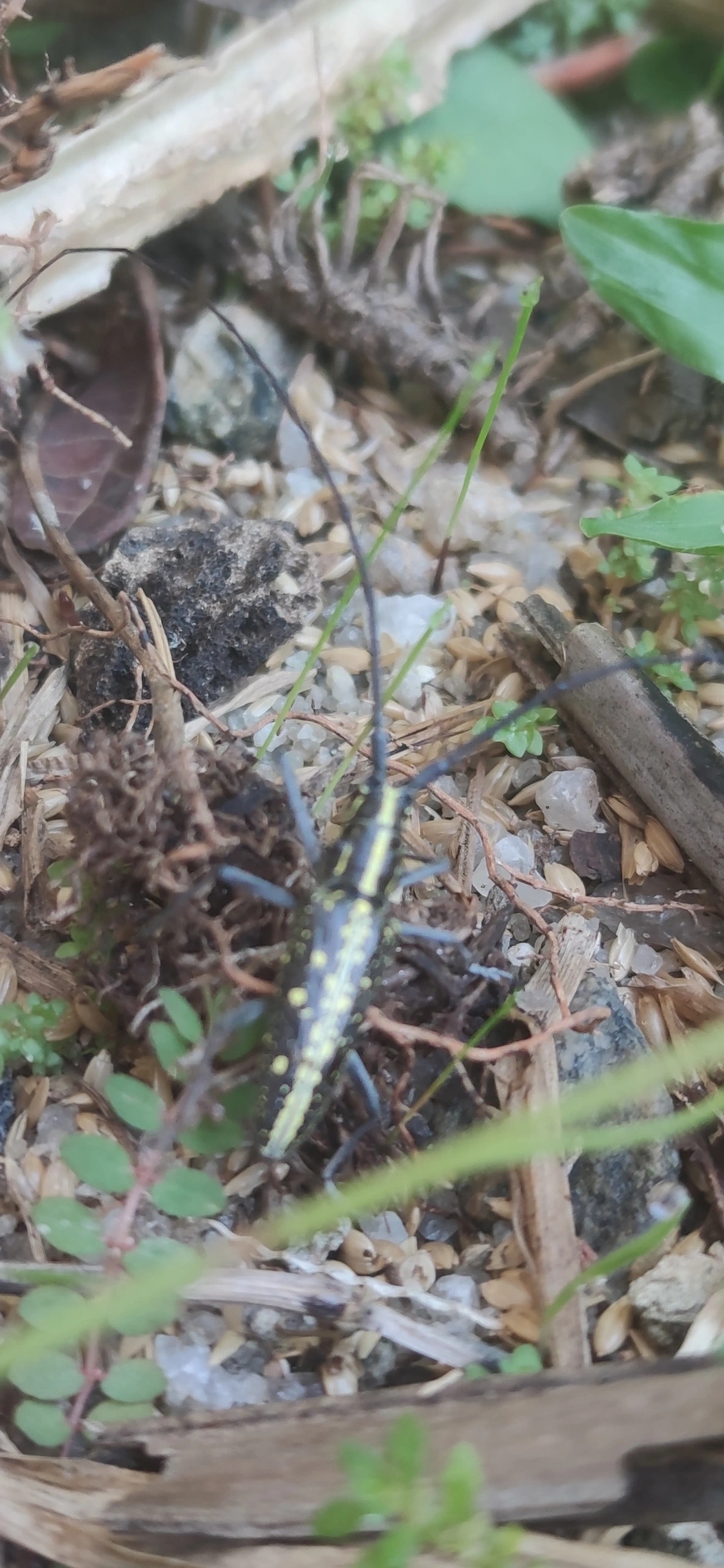 Serra-pau (Taeniotes amazonum), insetos, fotografado em Maresias, São Sebastião