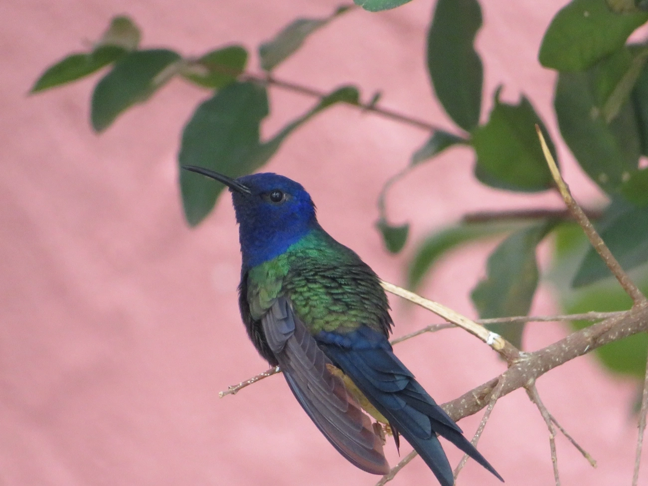 Beija-flor-tesoura (Eupetomena macroura), aves, fotografado em Maresias, São Sebastião