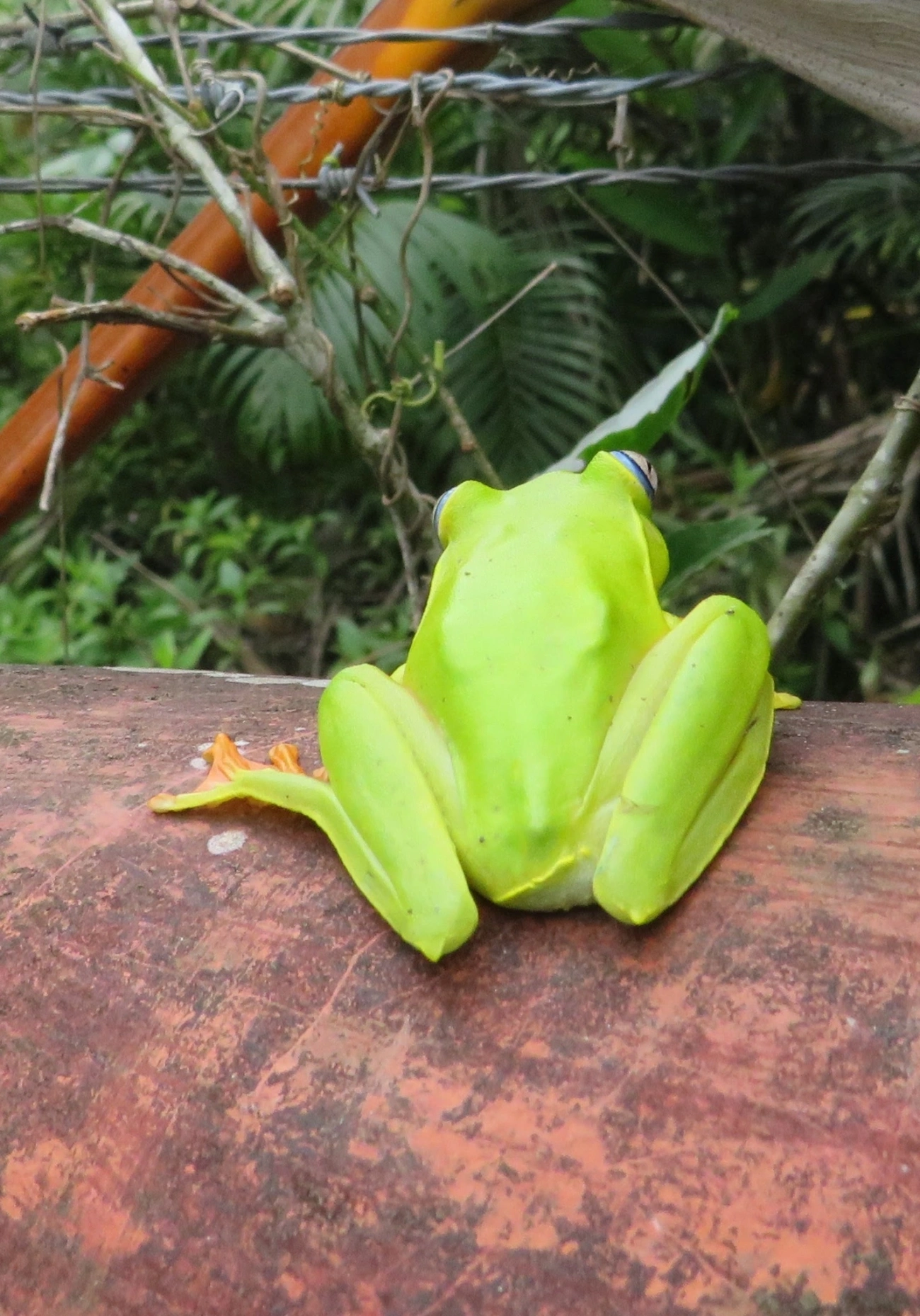 Perereca-araponga (Boana albomarginata), anfíbios, fotografado em Maresias, São Sebastião