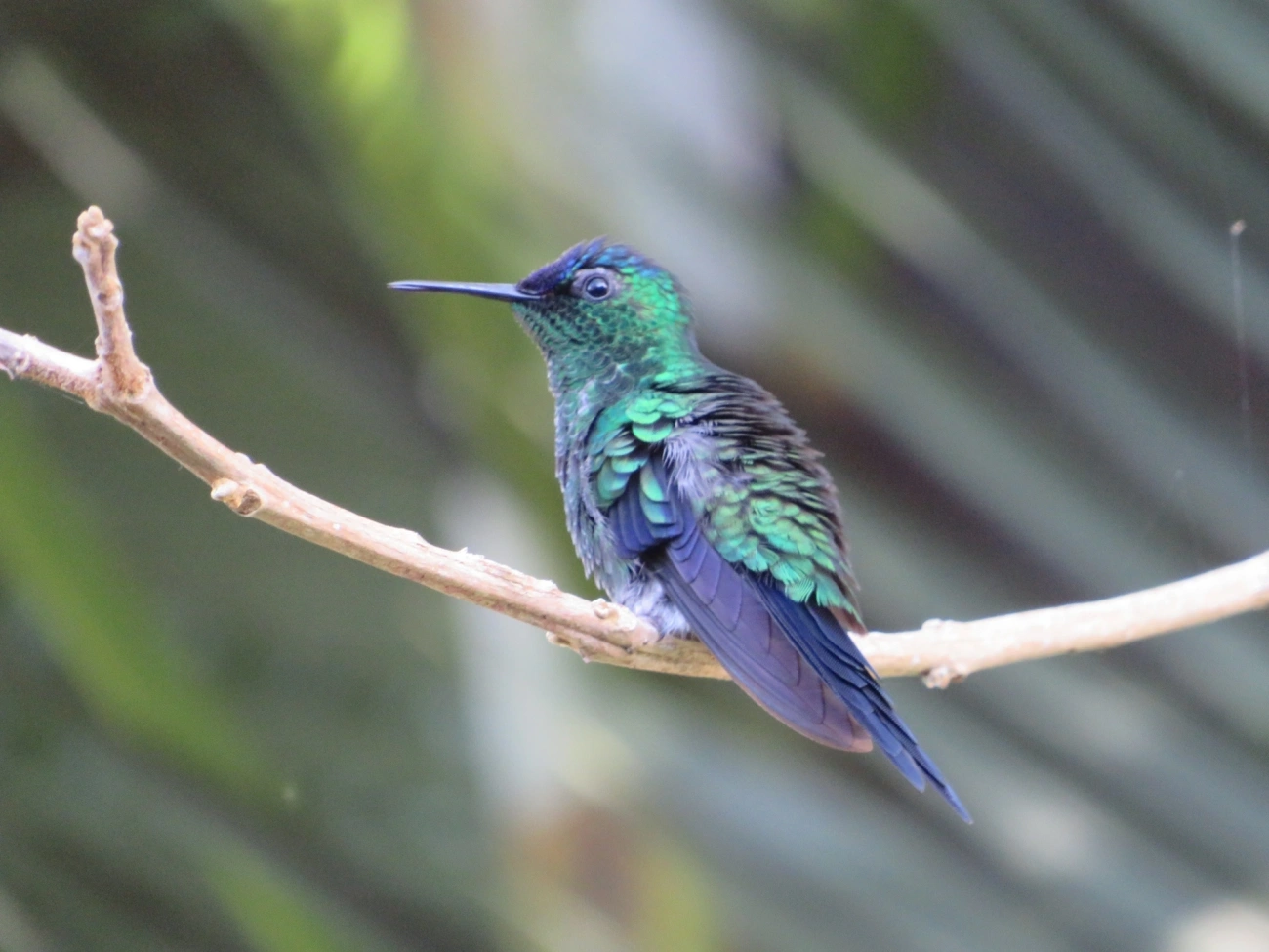 Beija-flor-de-fronte-violeta (Thalurania glaucopis), aves, fotografado em Maresias, São Sebastião