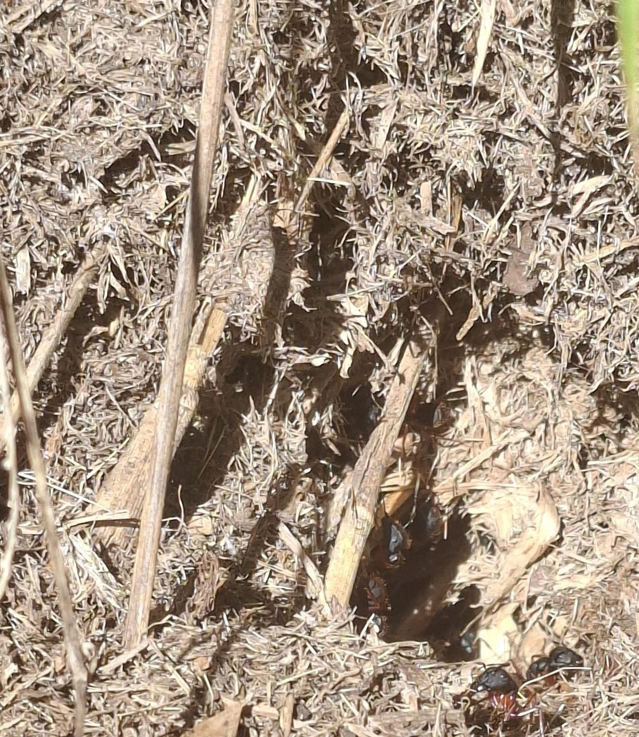 Sarassará-de-pernas-ruivas (Camponotus rufipes), insetos, fotografado em Queluz