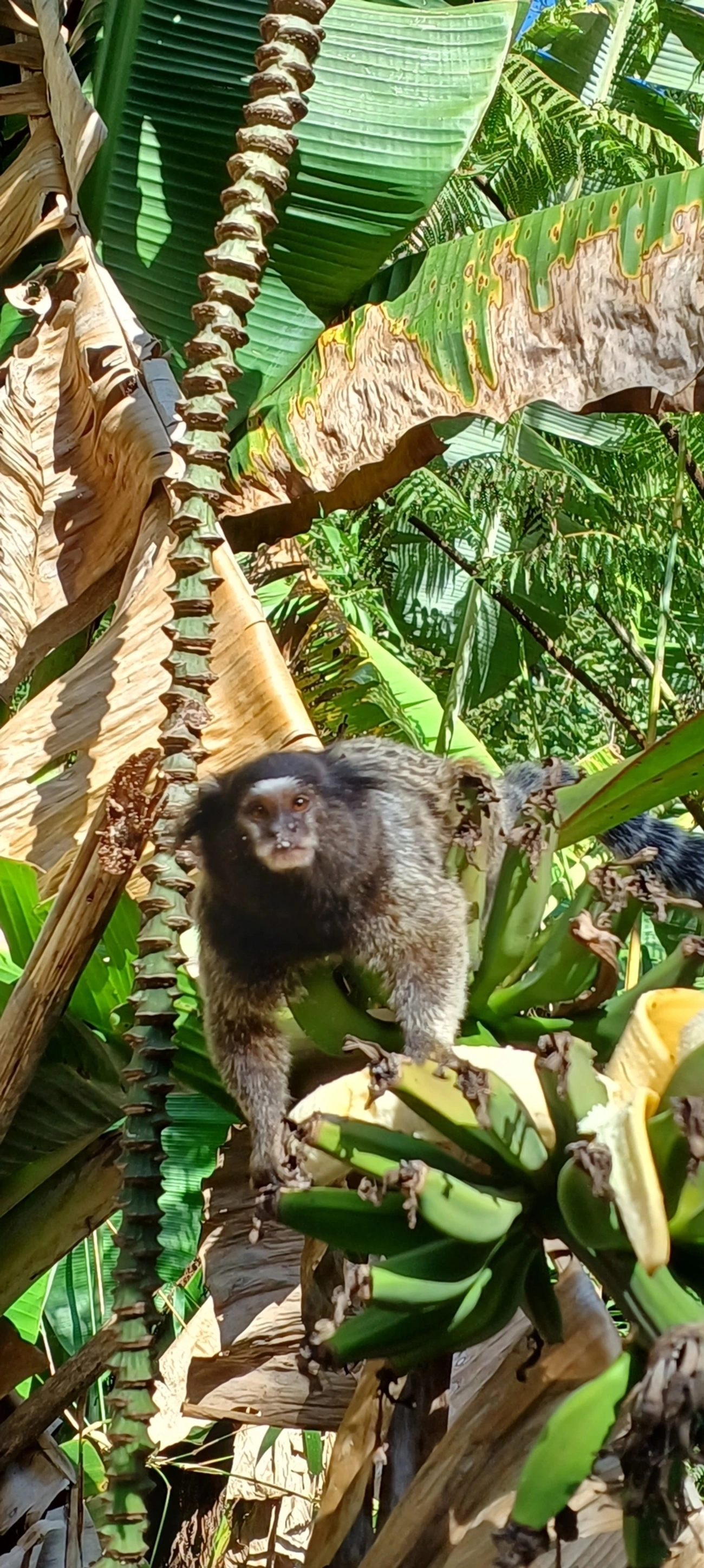 Sagui-de-tufos-brancos × Sagui-de-tufos-pretos (Callithrix jacchus × penicillata), mamíferos, fotografado em Visconde de Mauá
